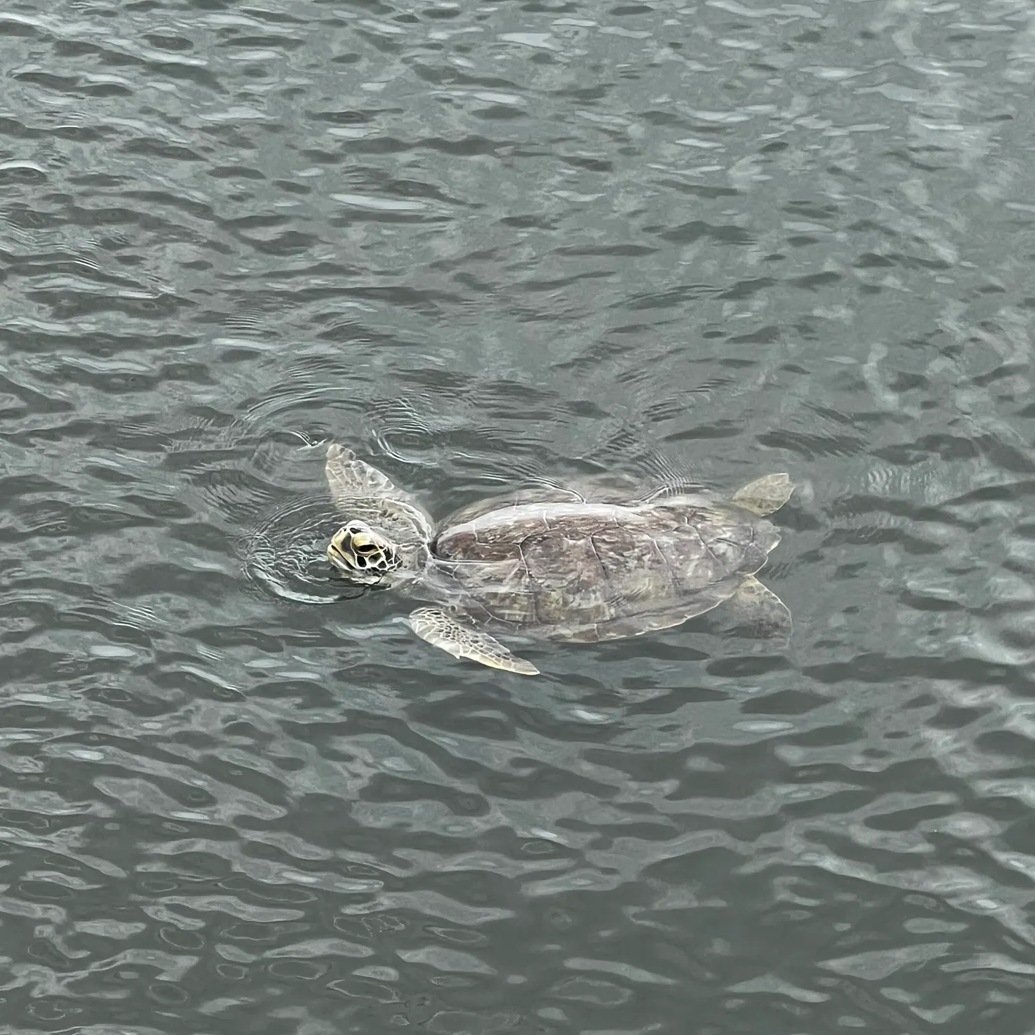 Fish caught on Fishbrain