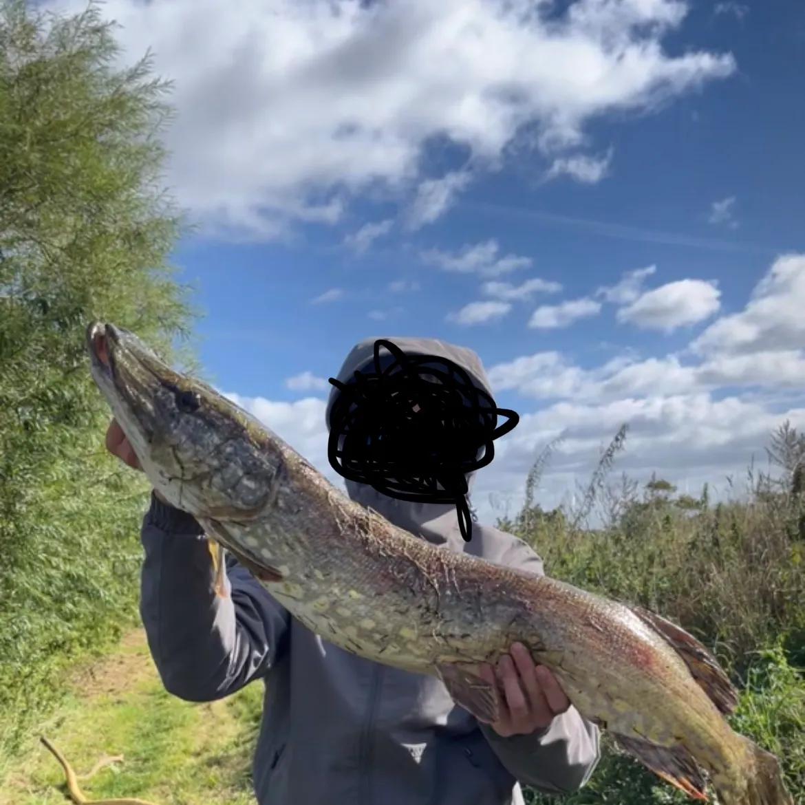 Northern pike caught on Fishbrain