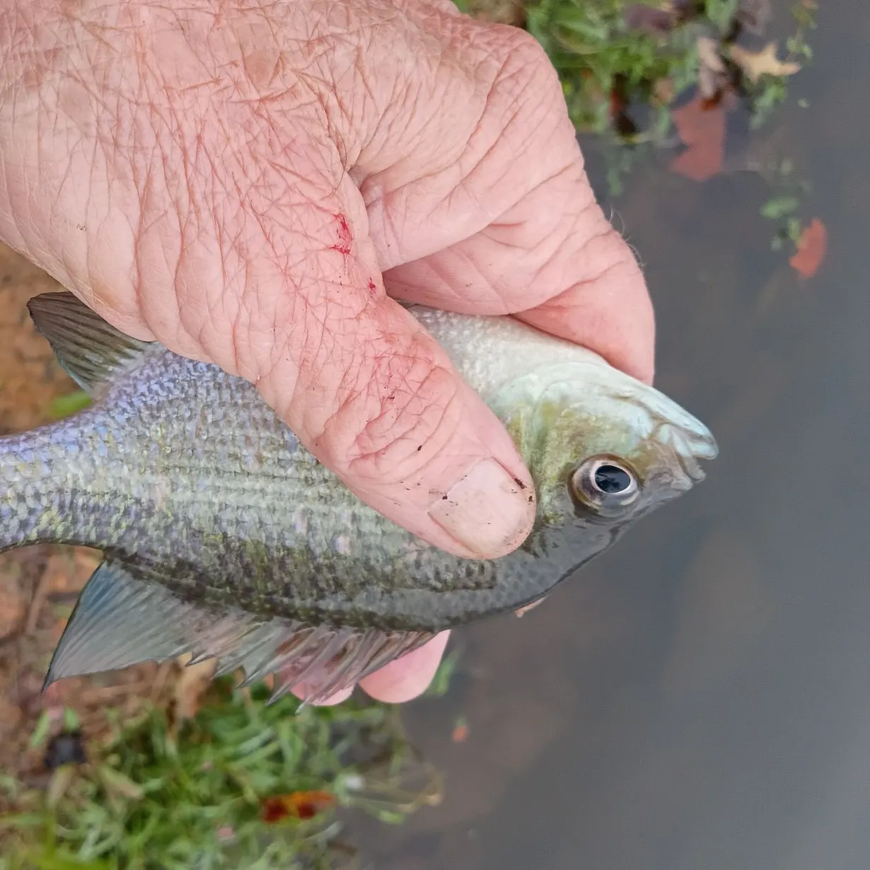 Bluegill caught on Fishbrain
