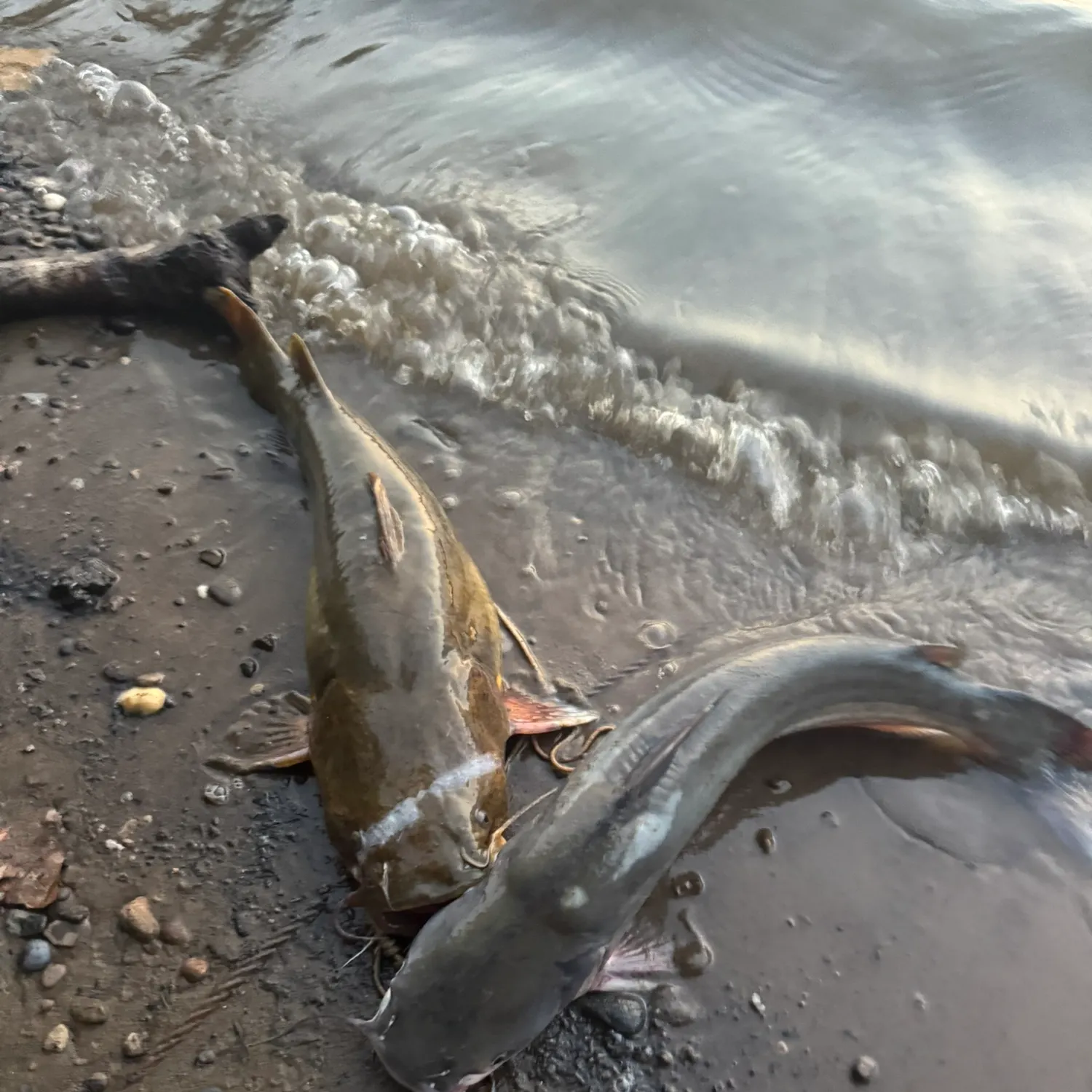 Flathead catfish caught on Fishbrain