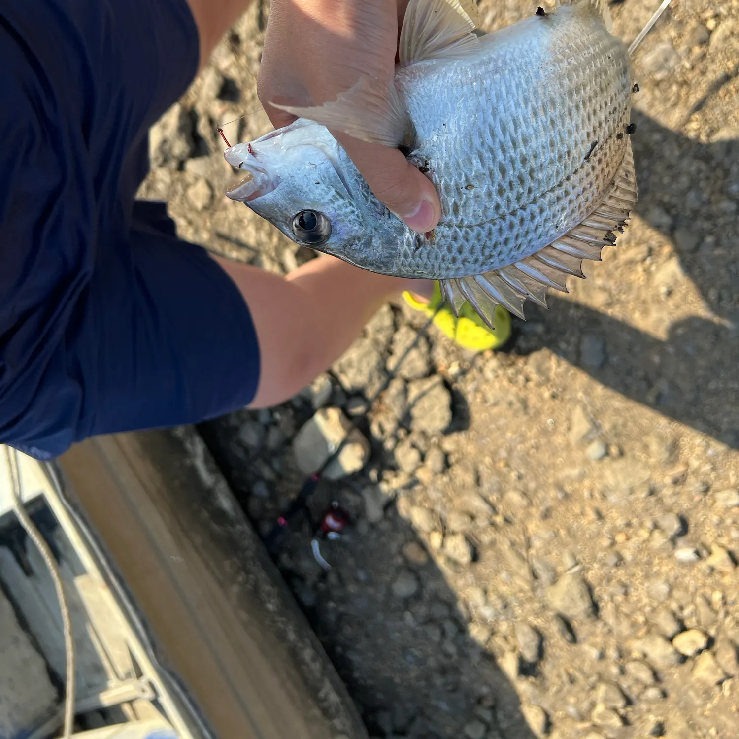 Surf bream caught on Fishbrain
