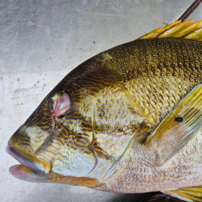 Spangled emperor caught on Fishbrain