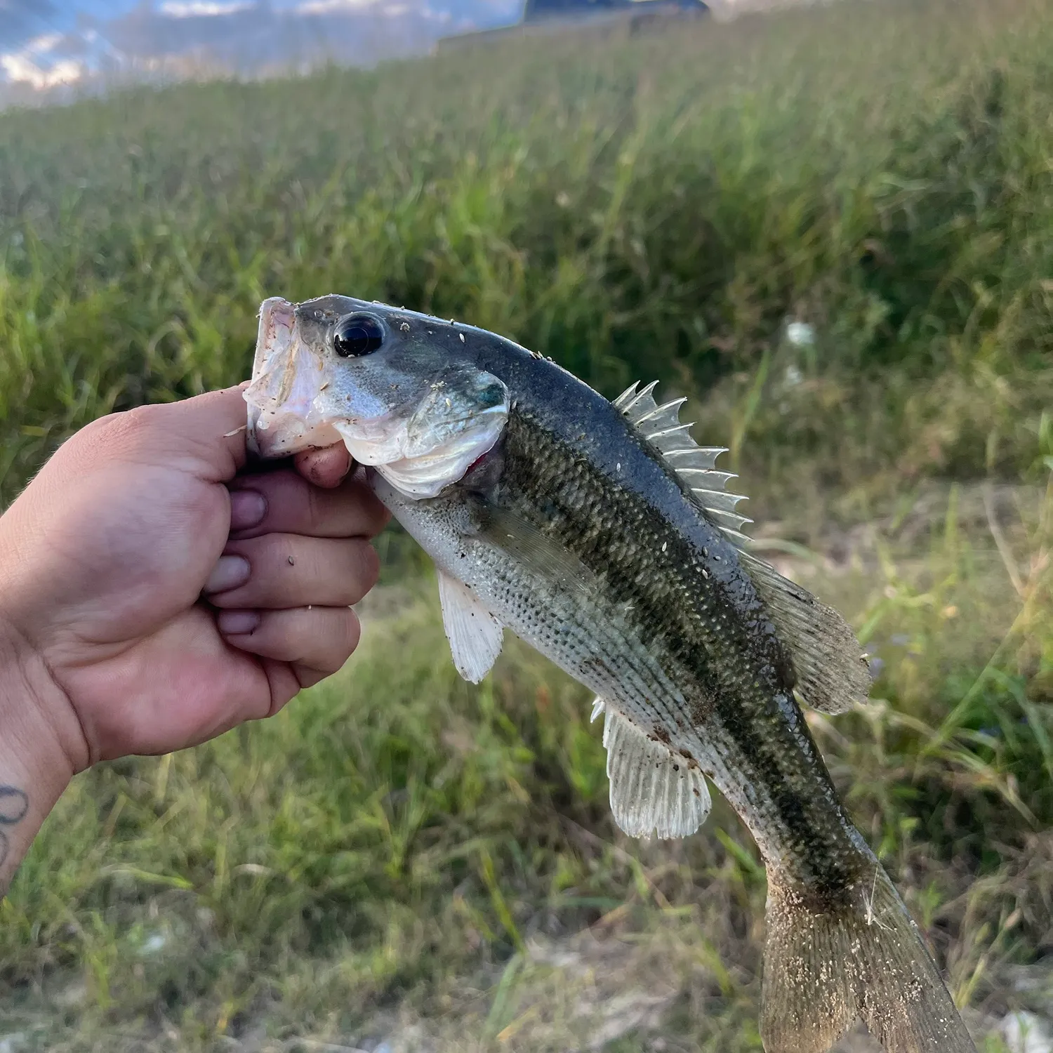 Spotted bass caught on Fishbrain