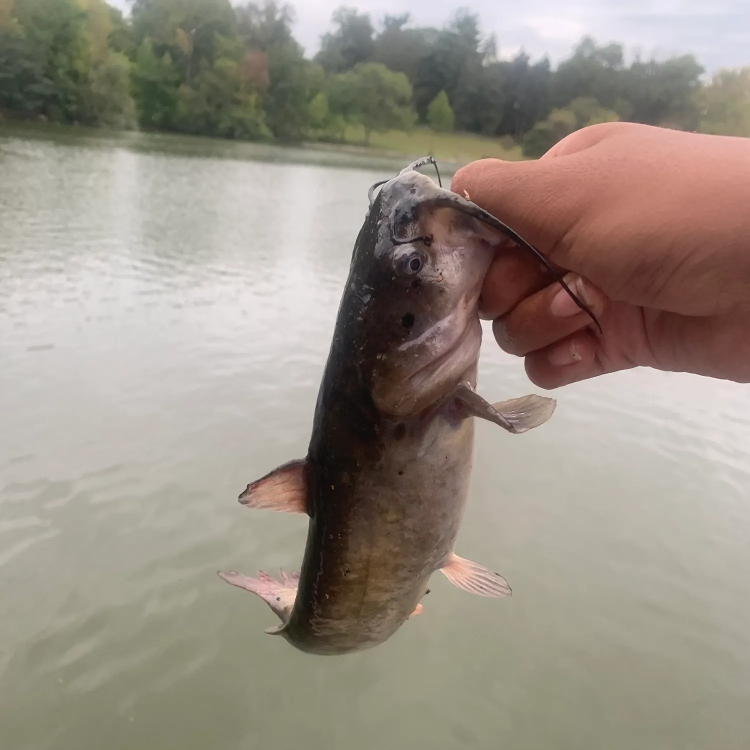 Brown bullhead caught on Fishbrain