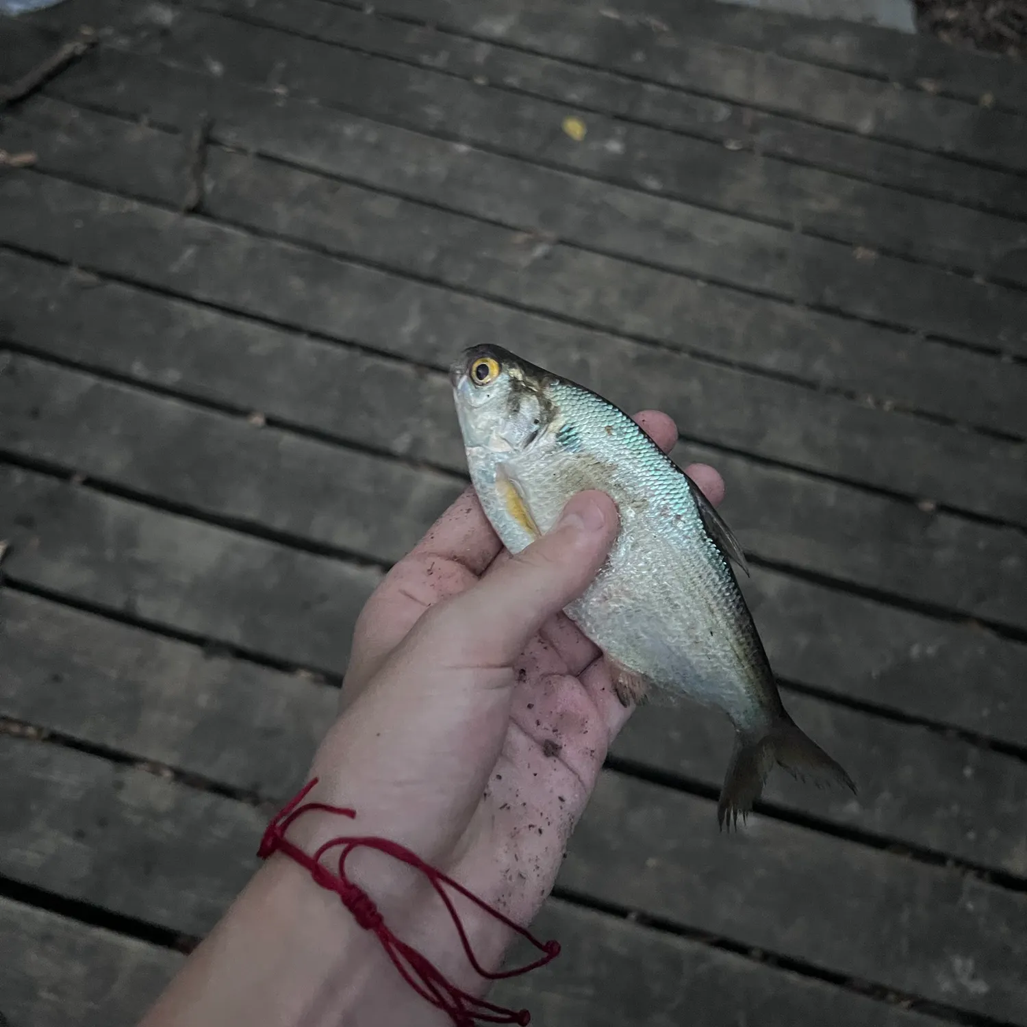 American gizzard shad caught on Fishbrain