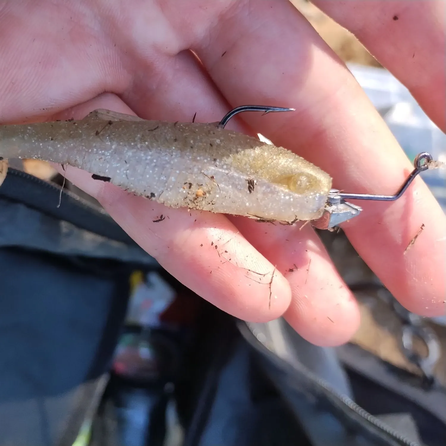 The most recent Sand shiner catches on Fishbrain