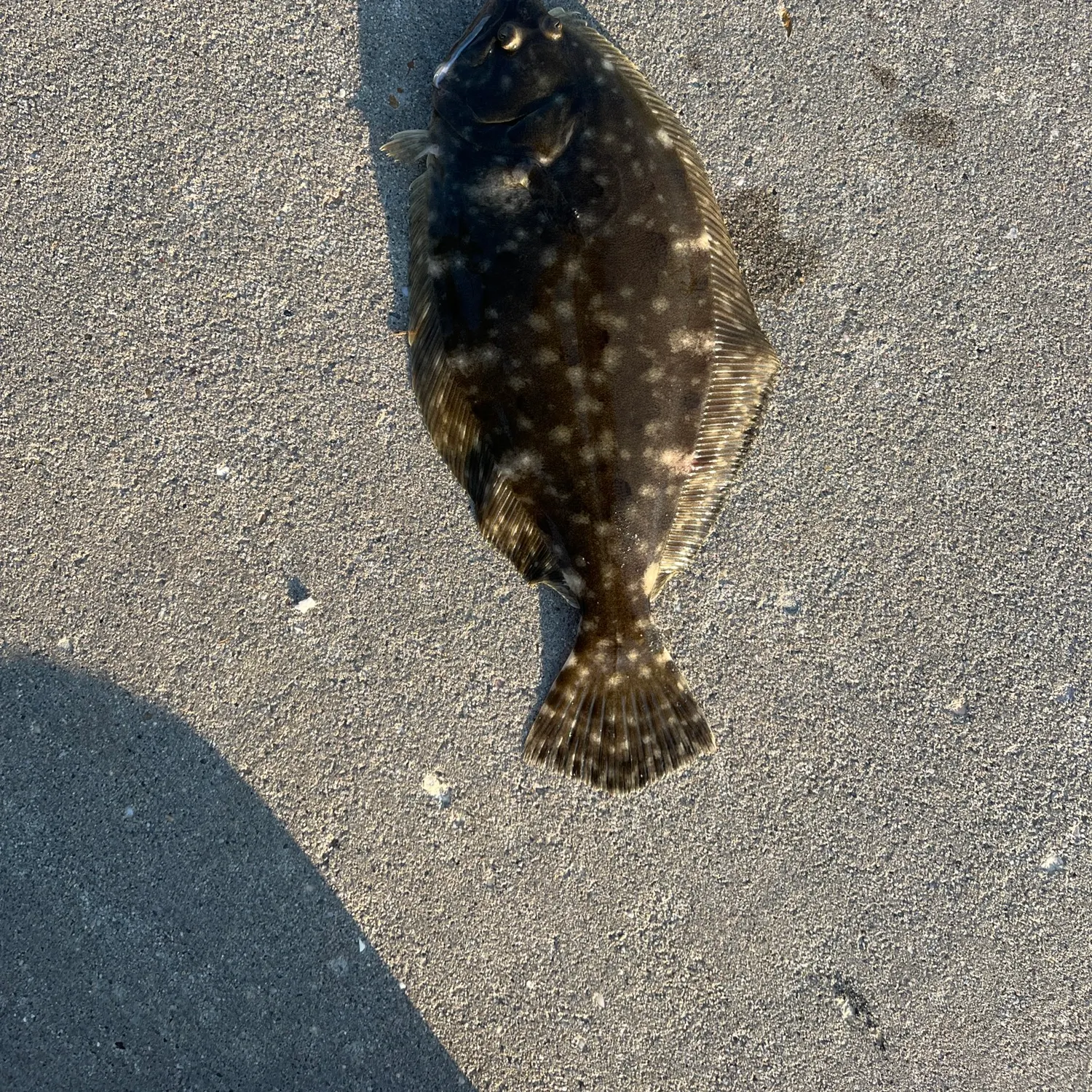 The most recent Southern flounder catches on Fishbrain