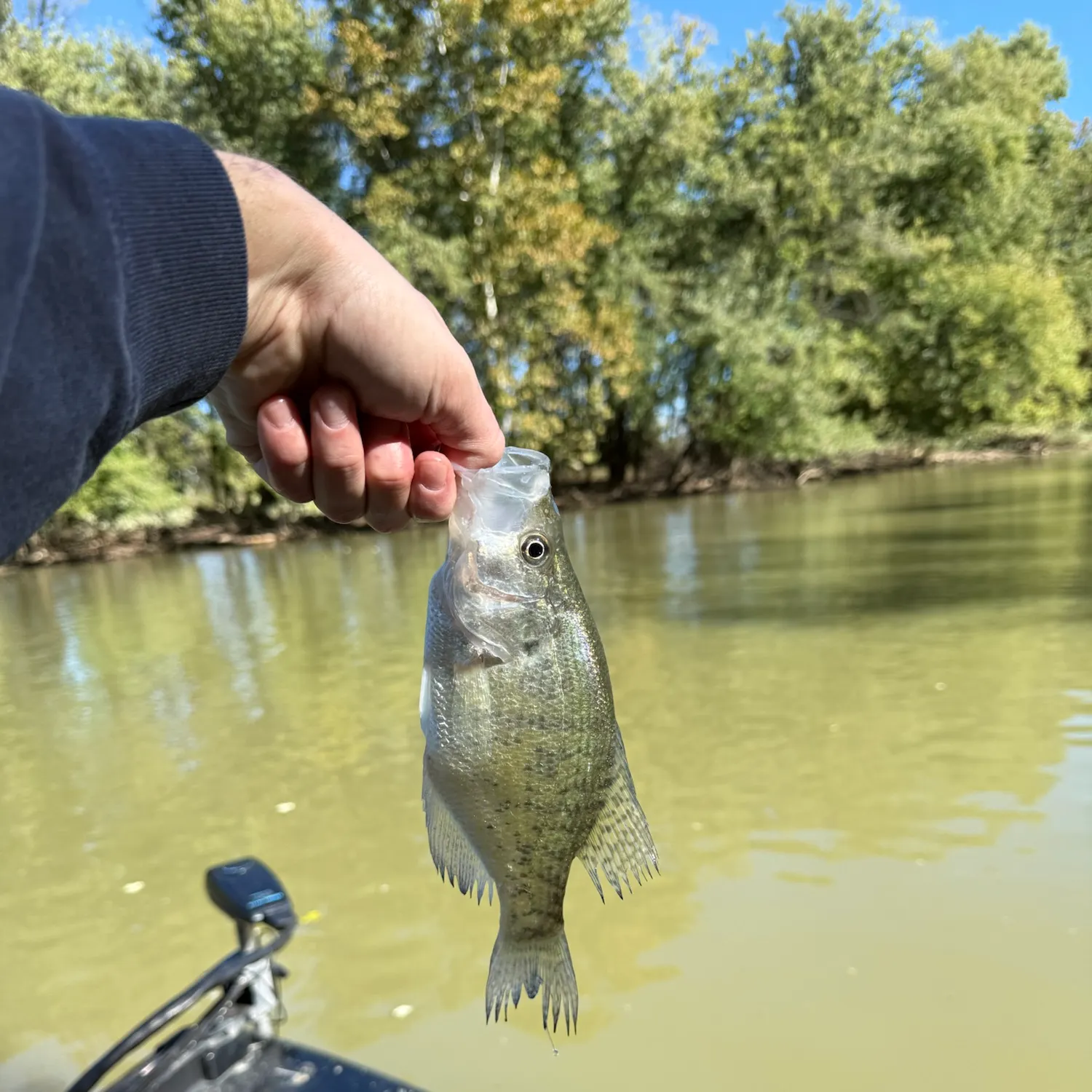 White crappie caught on Fishbrain