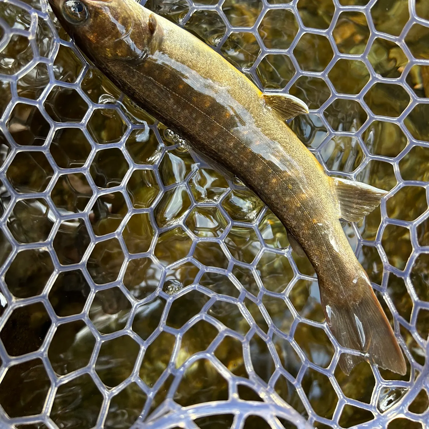 The most recent Japanese pluvius char catches on Fishbrain