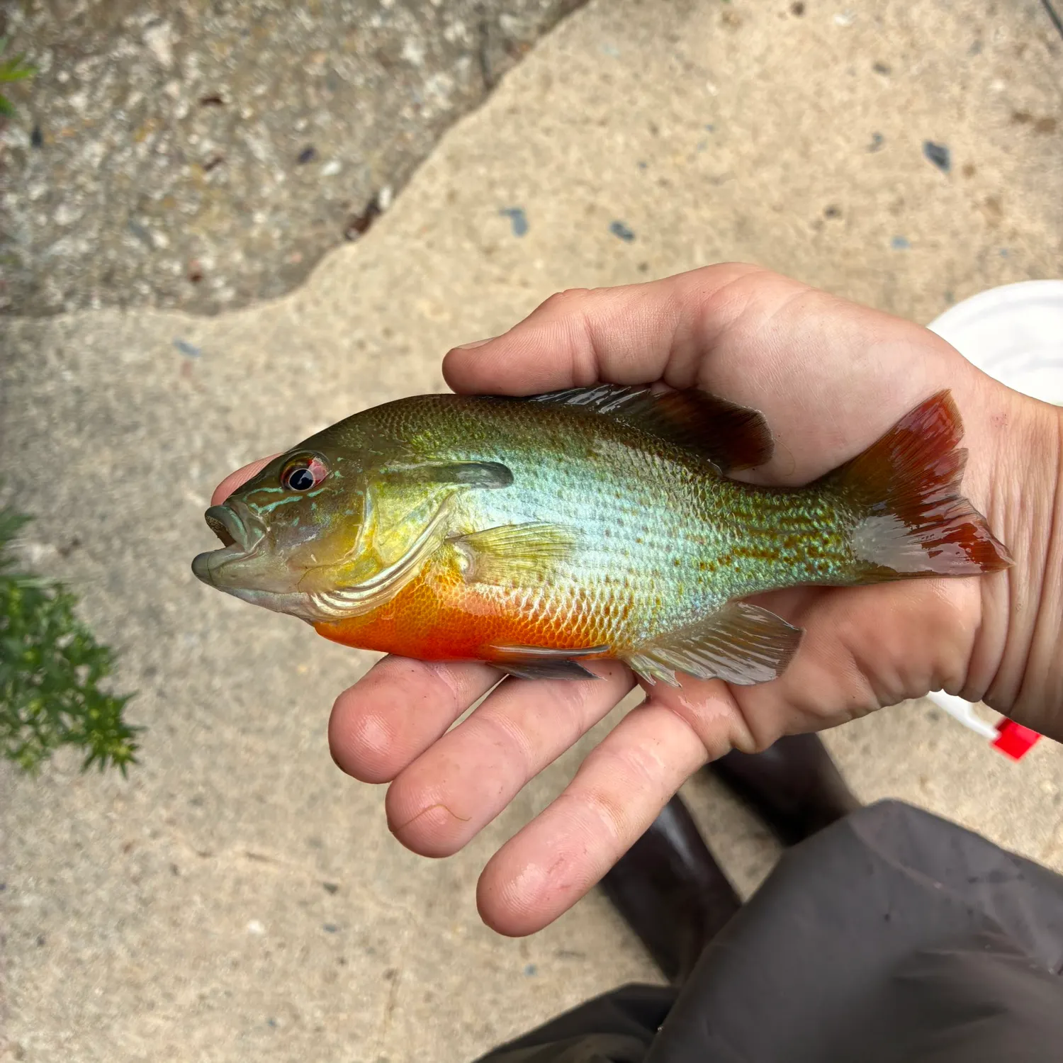 catch