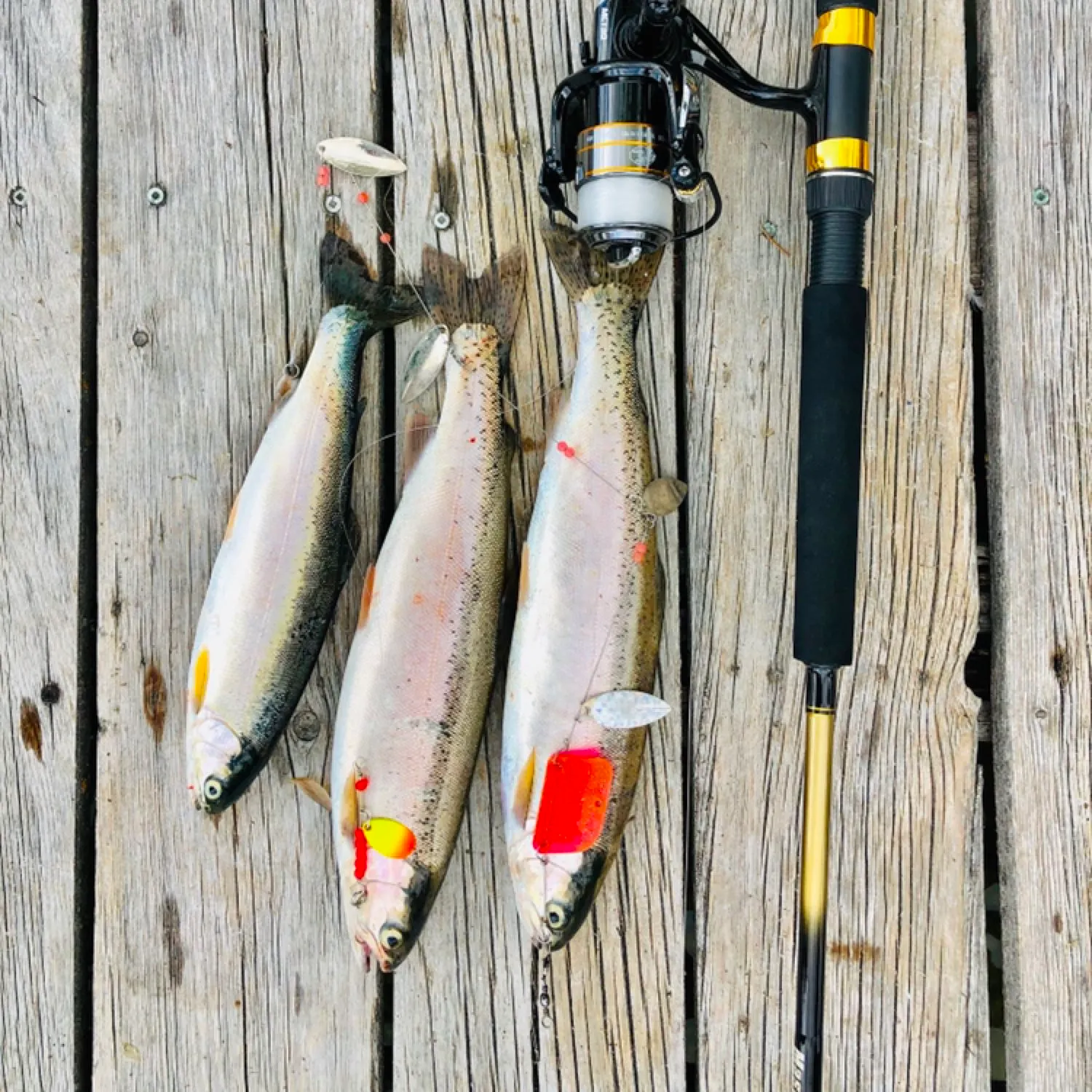 recently logged catches