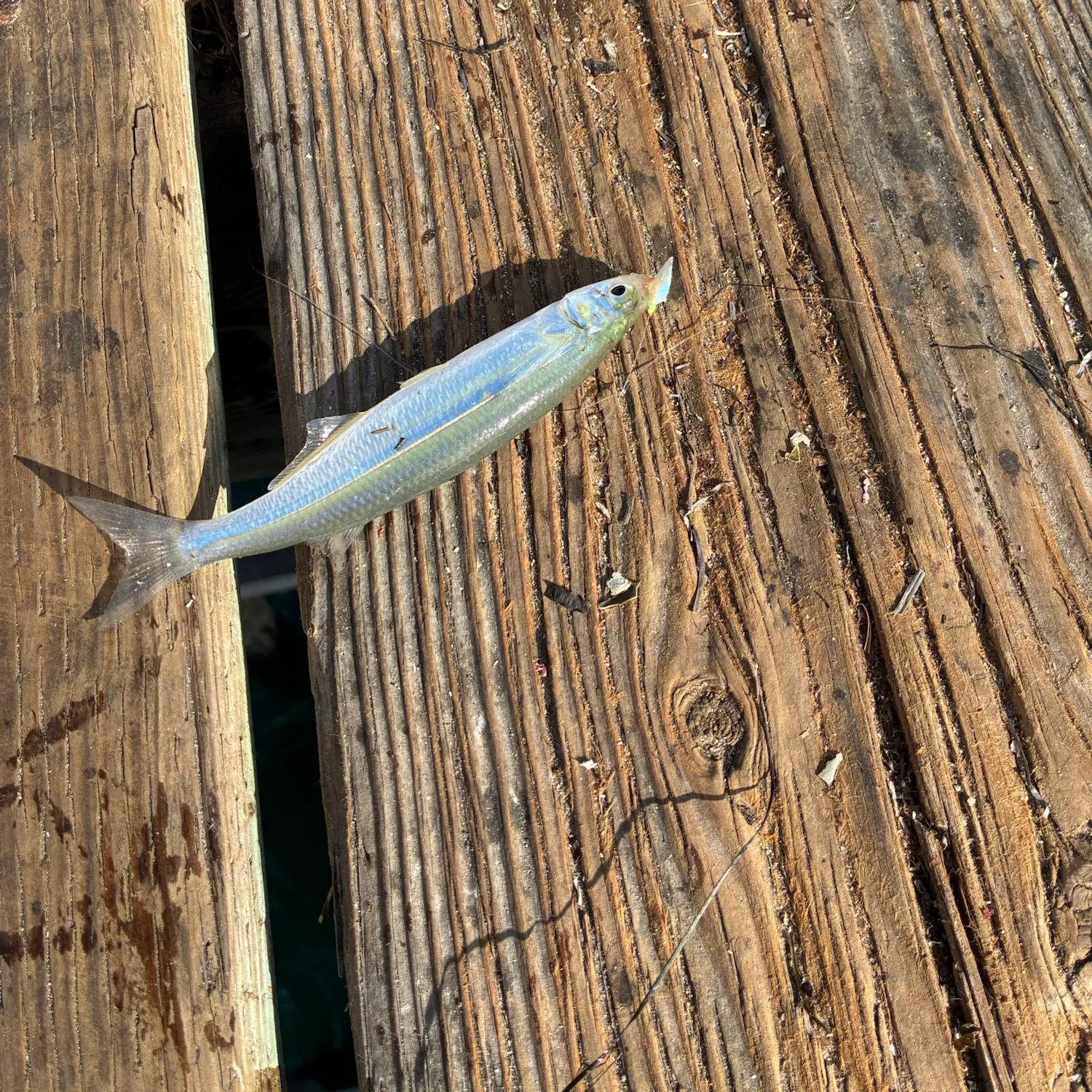The most recent Surf smelt catches on Fishbrain
