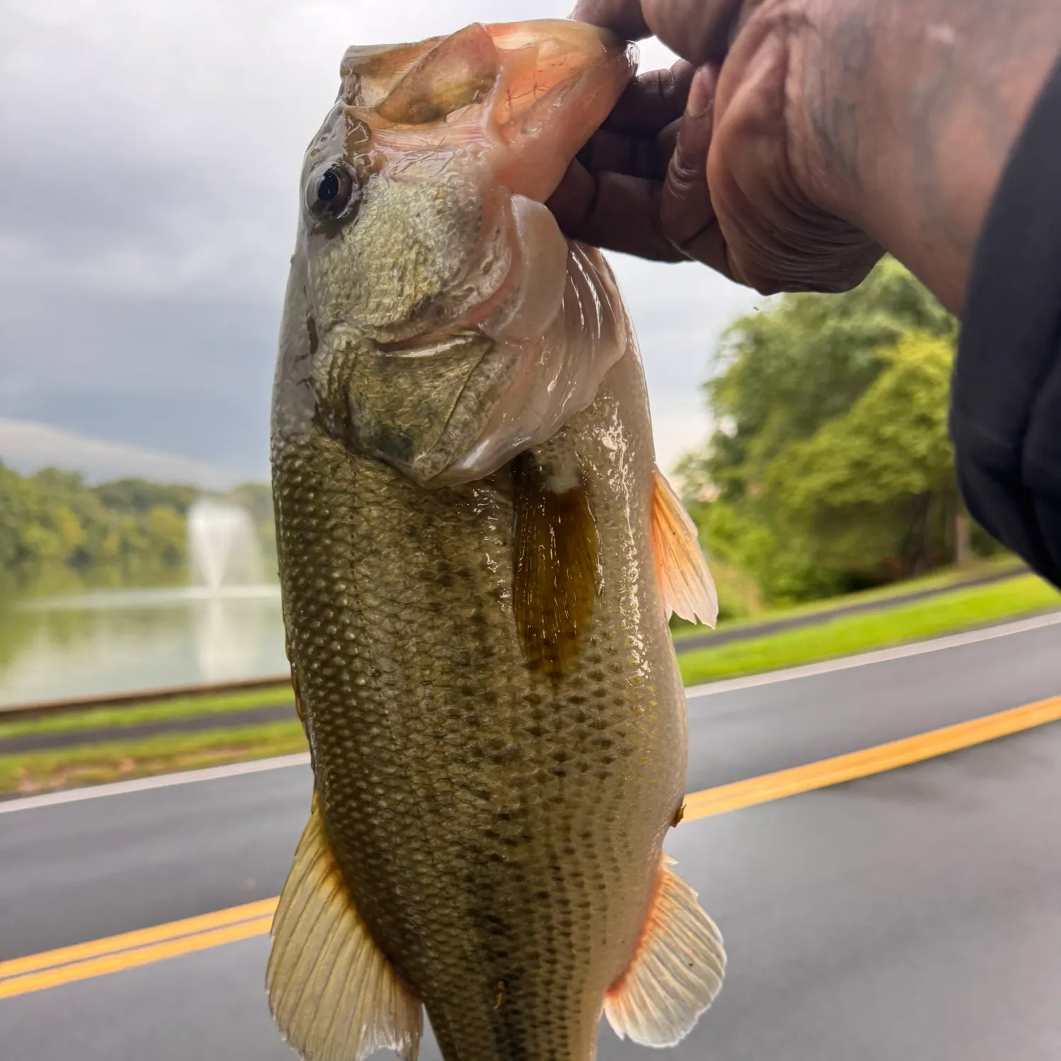 Largemouth bass caught on Fishbrain