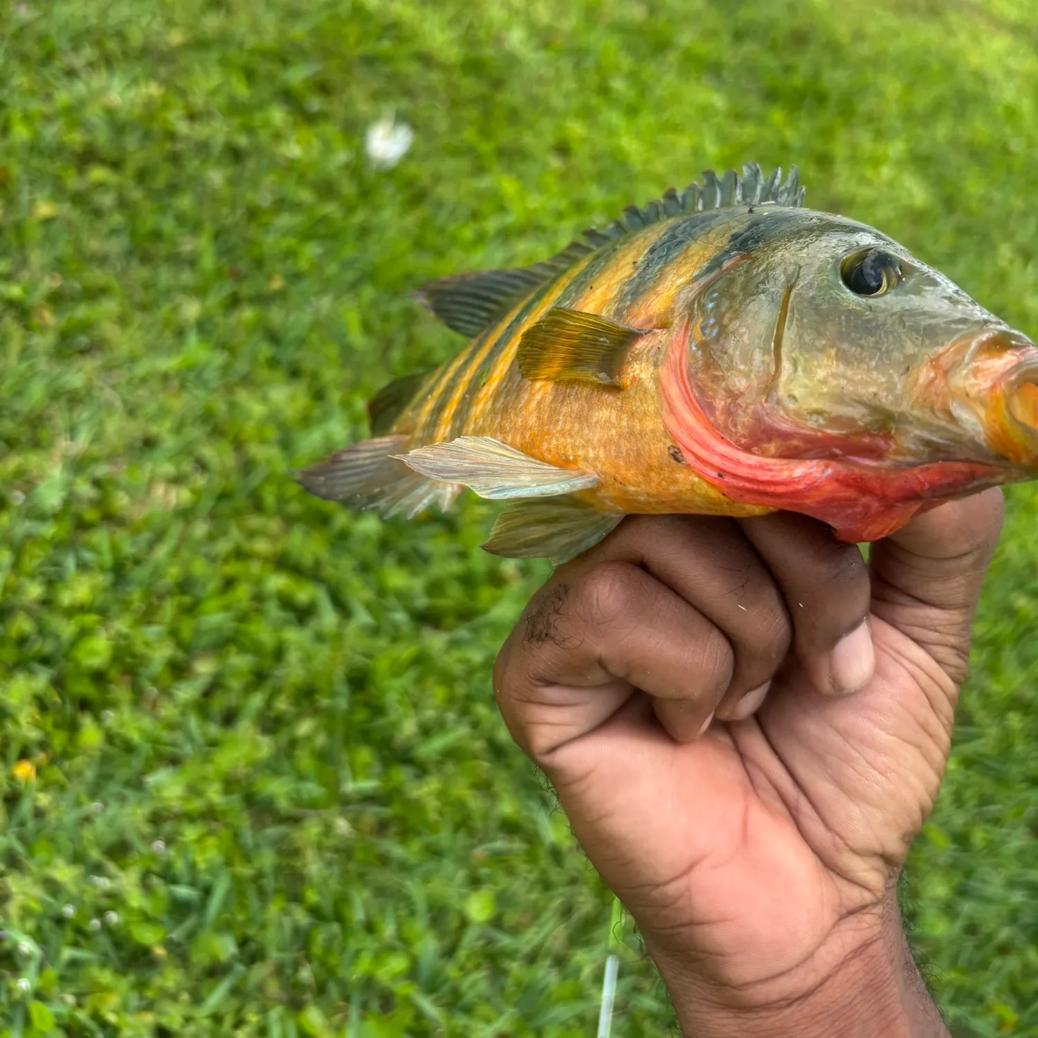 The most recent Oscar catches on Fishbrain
