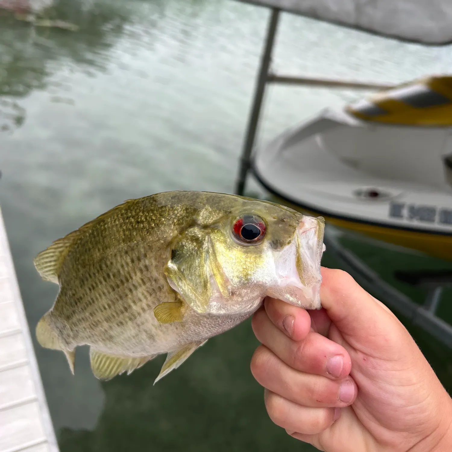 Rock bass caught on Fishbrain