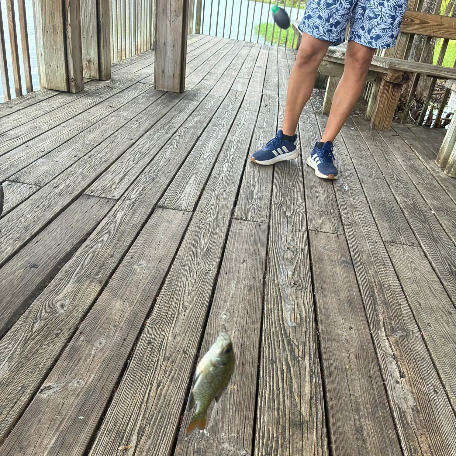 Bluegill caught on Fishbrain