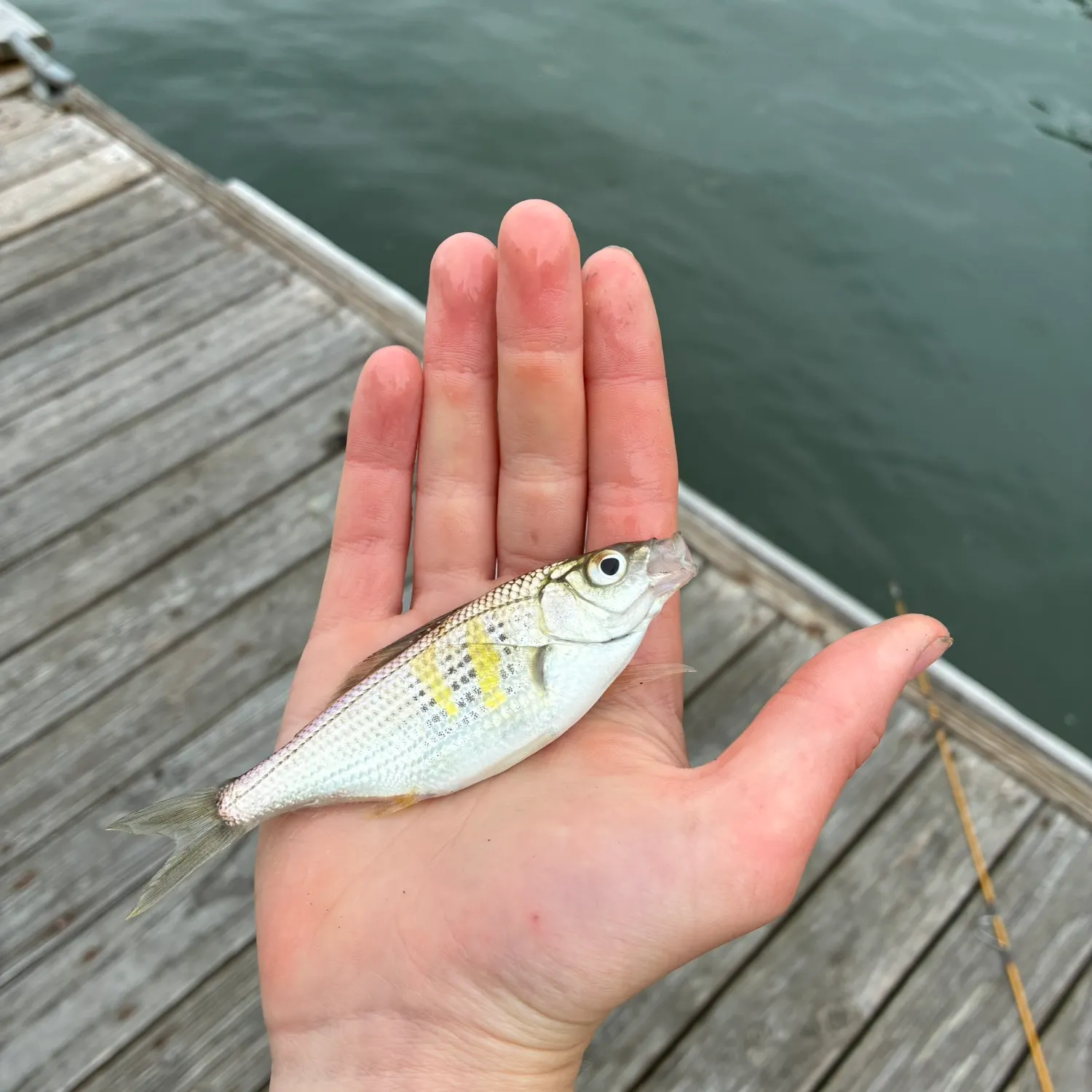 The most recent Shiner perch catches on Fishbrain