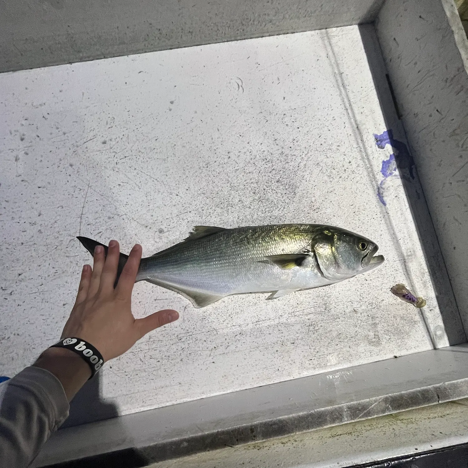 Bluefish caught on Fishbrain
