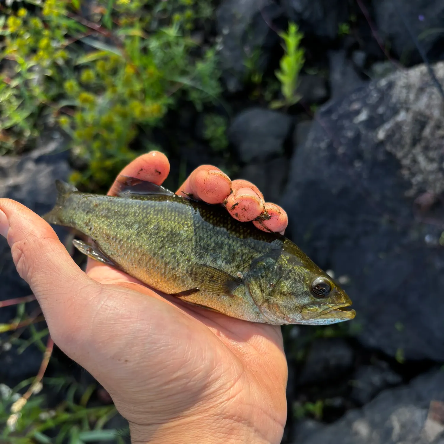 Smallmouth bass caught on Fishbrain
