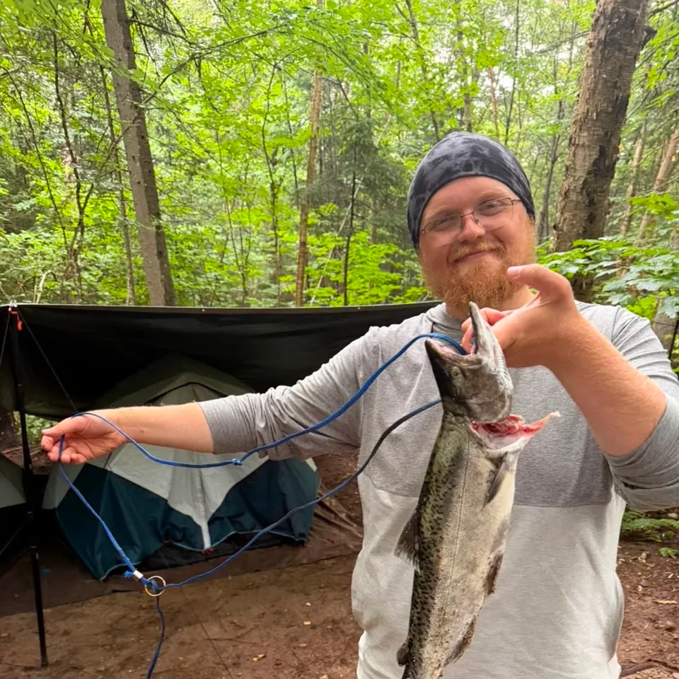 Chinook salmon caught on Fishbrain