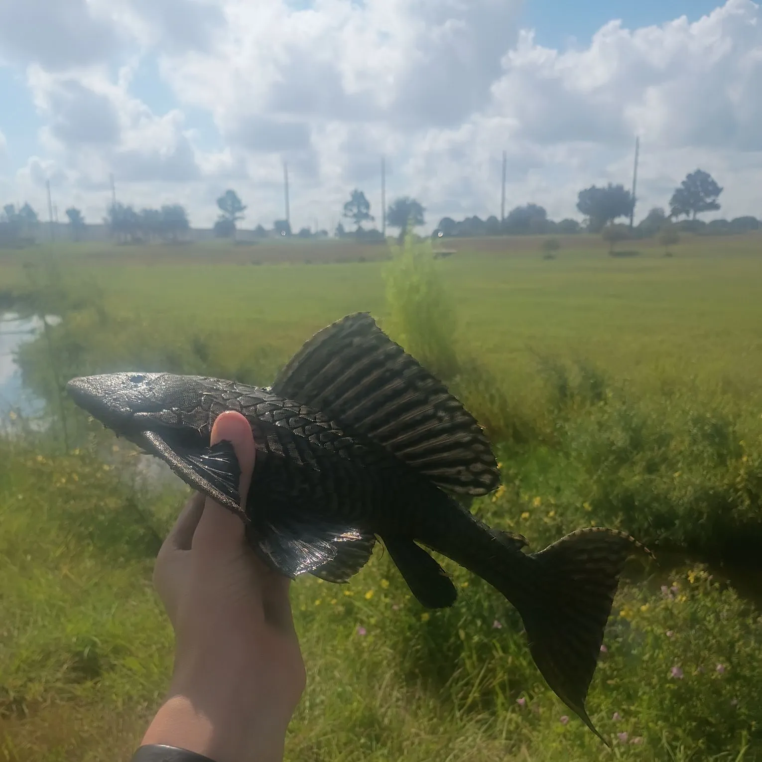 Suckermouth catfish caught on Fishbrain