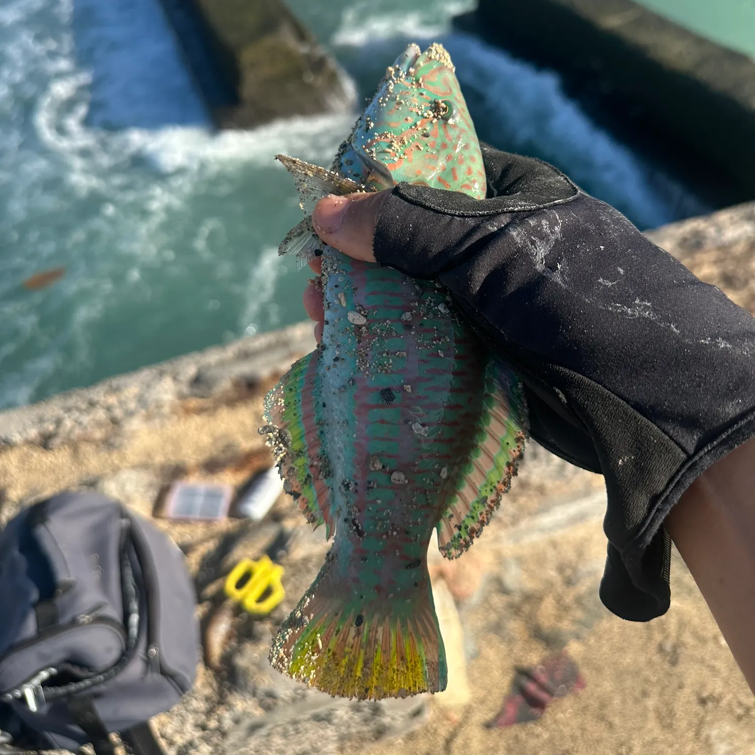 The most recent Surge wrasse catches on Fishbrain