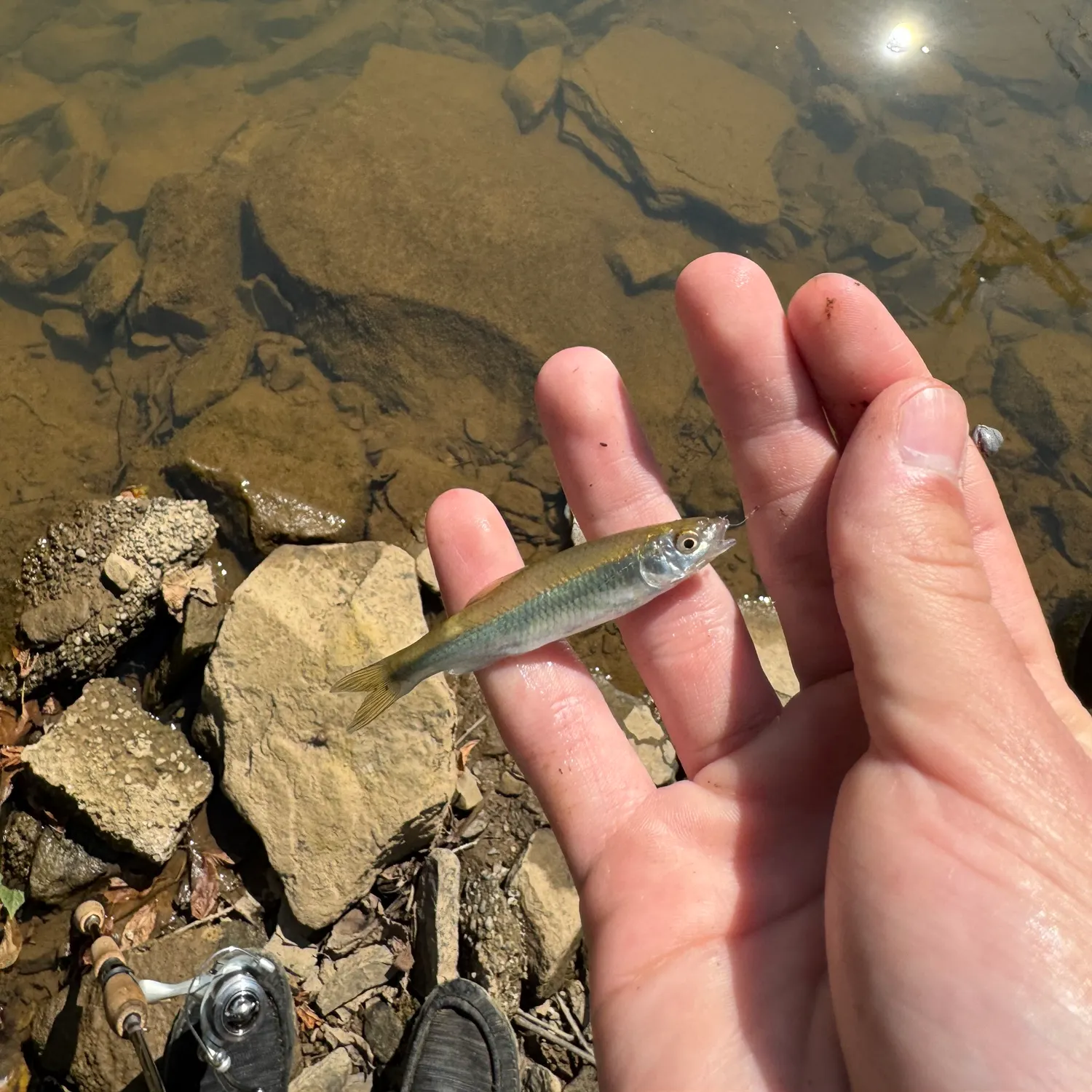 The most recent Spotfin shiner catches on Fishbrain
