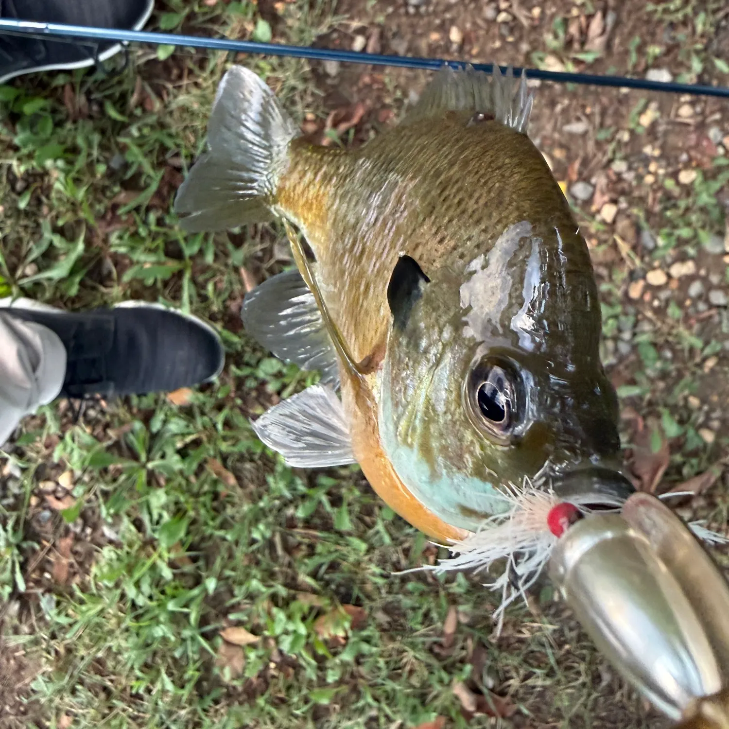 Bluegill caught on Fishbrain
