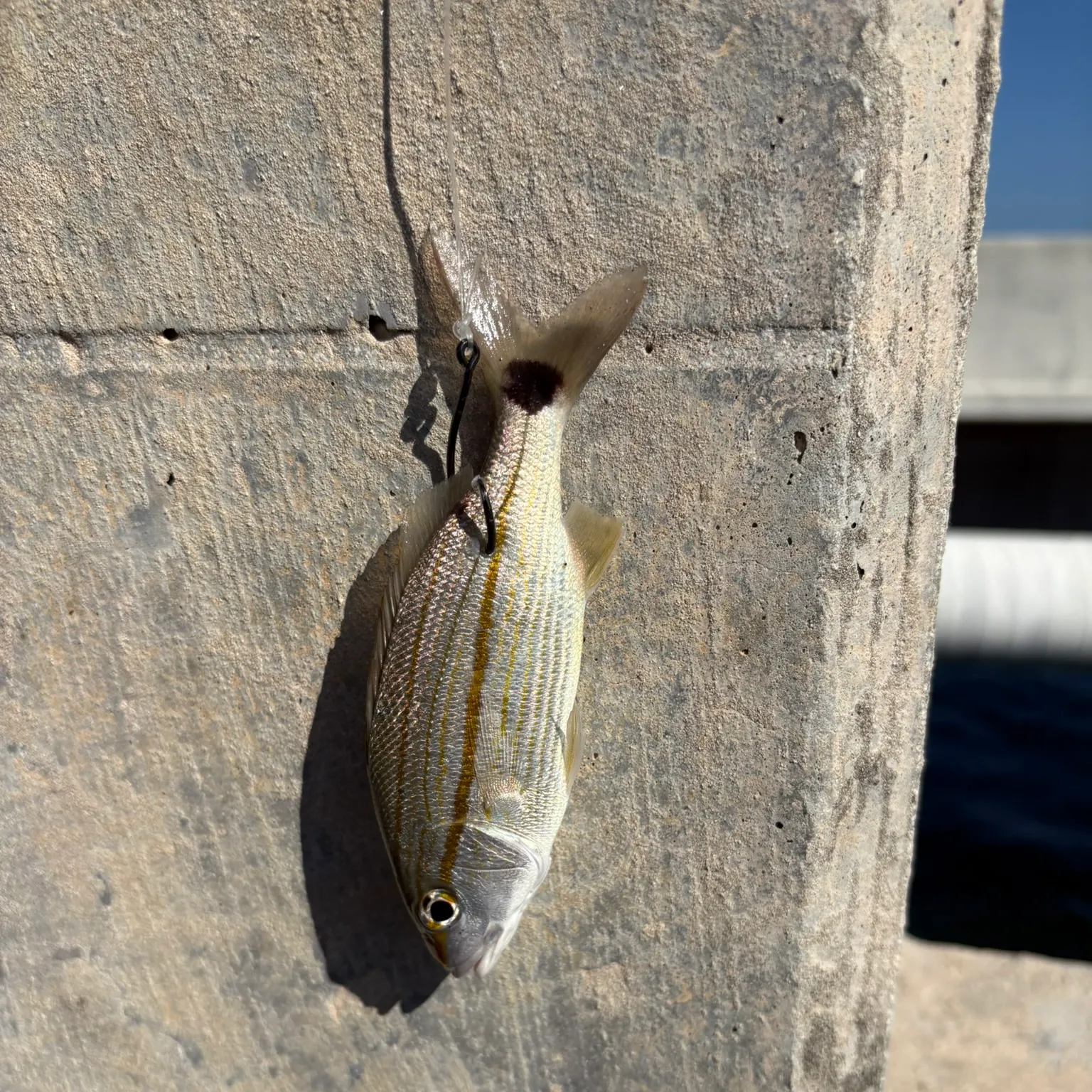 The most recent Tomtate grunt catches on Fishbrain