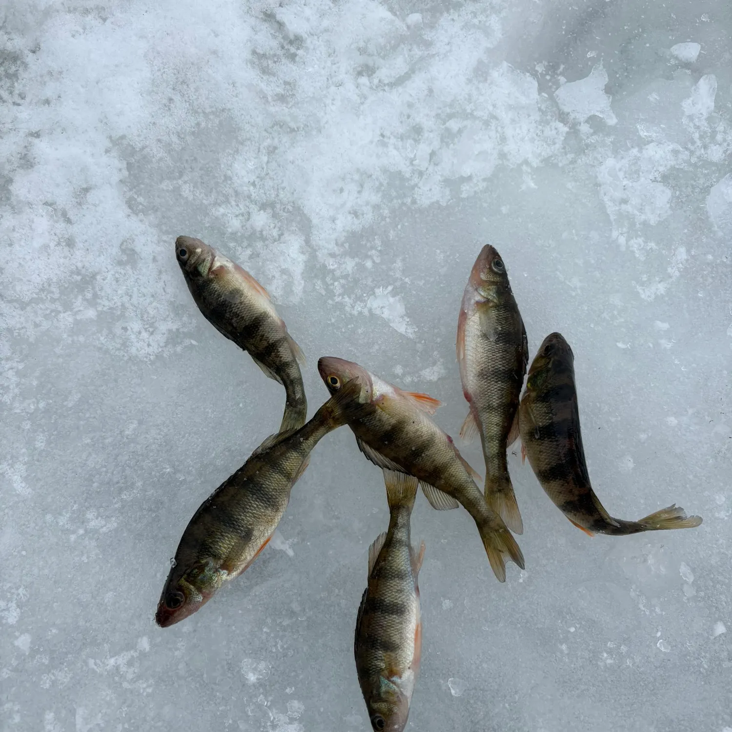 The most recent Yellow perch catches on Fishbrain