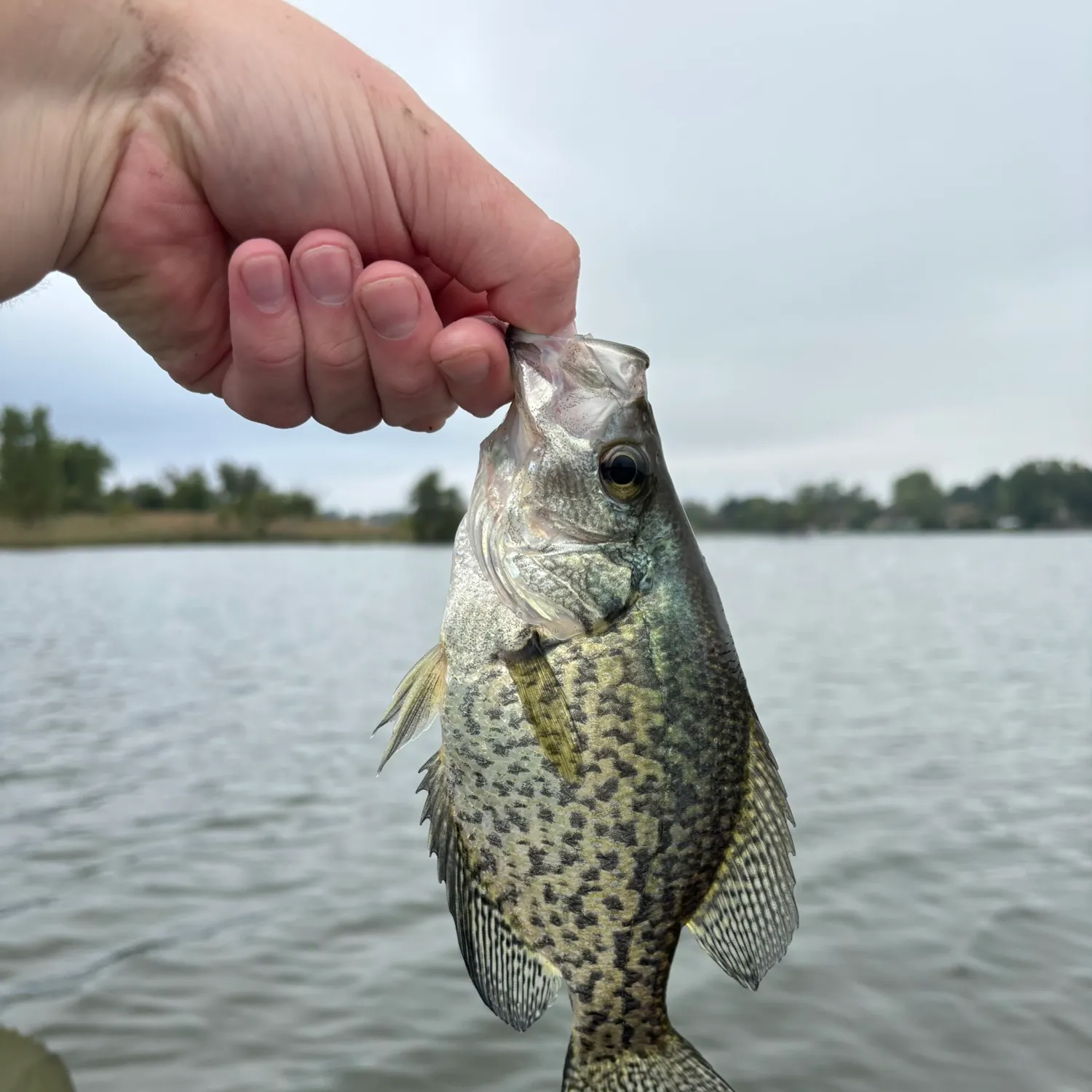 Black crappie caught on Fishbrain