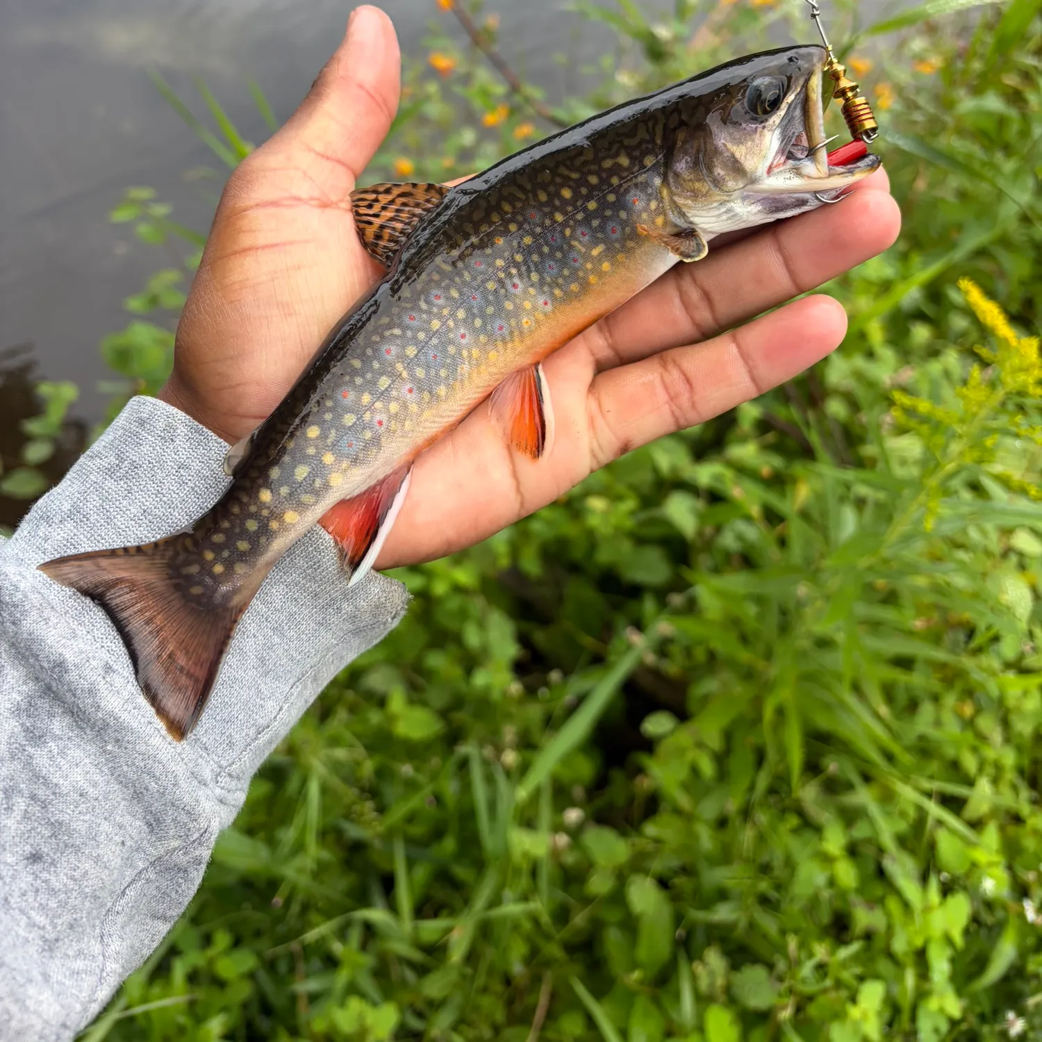 Brook trout caught on Fishbrain