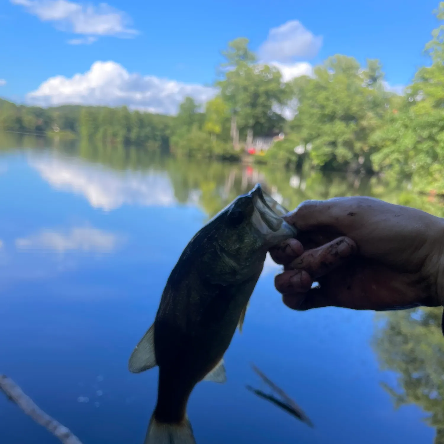 Largemouth bass caught on Fishbrain