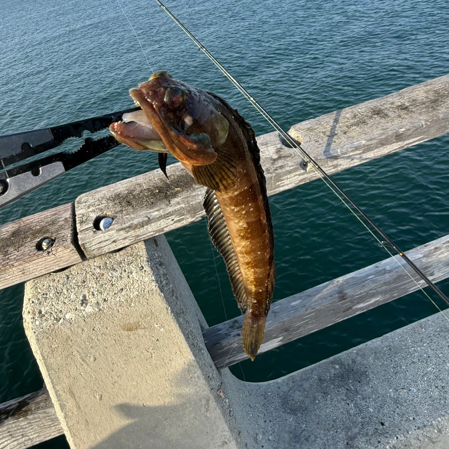 The most recent Plainfin midshipman catches on Fishbrain