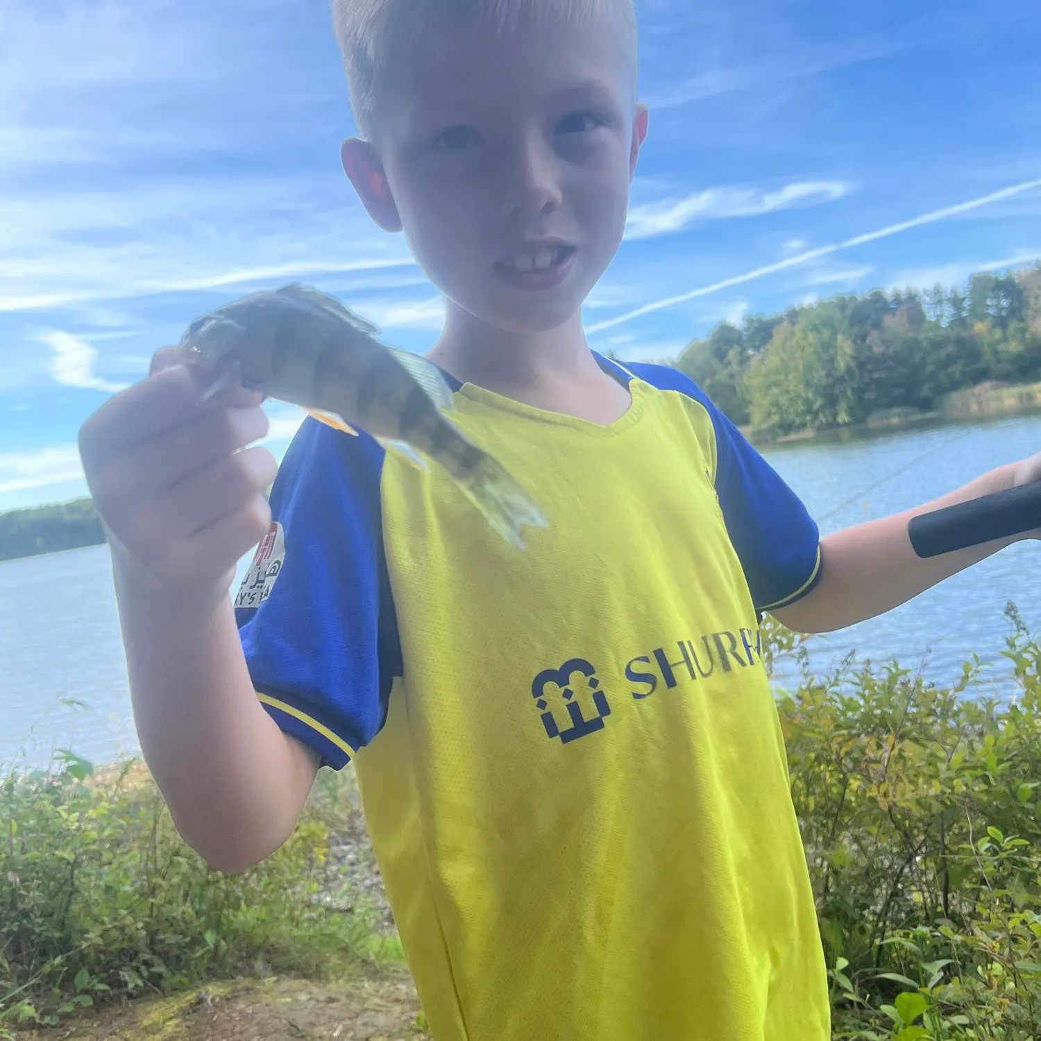 Yellow perch caught on Fishbrain