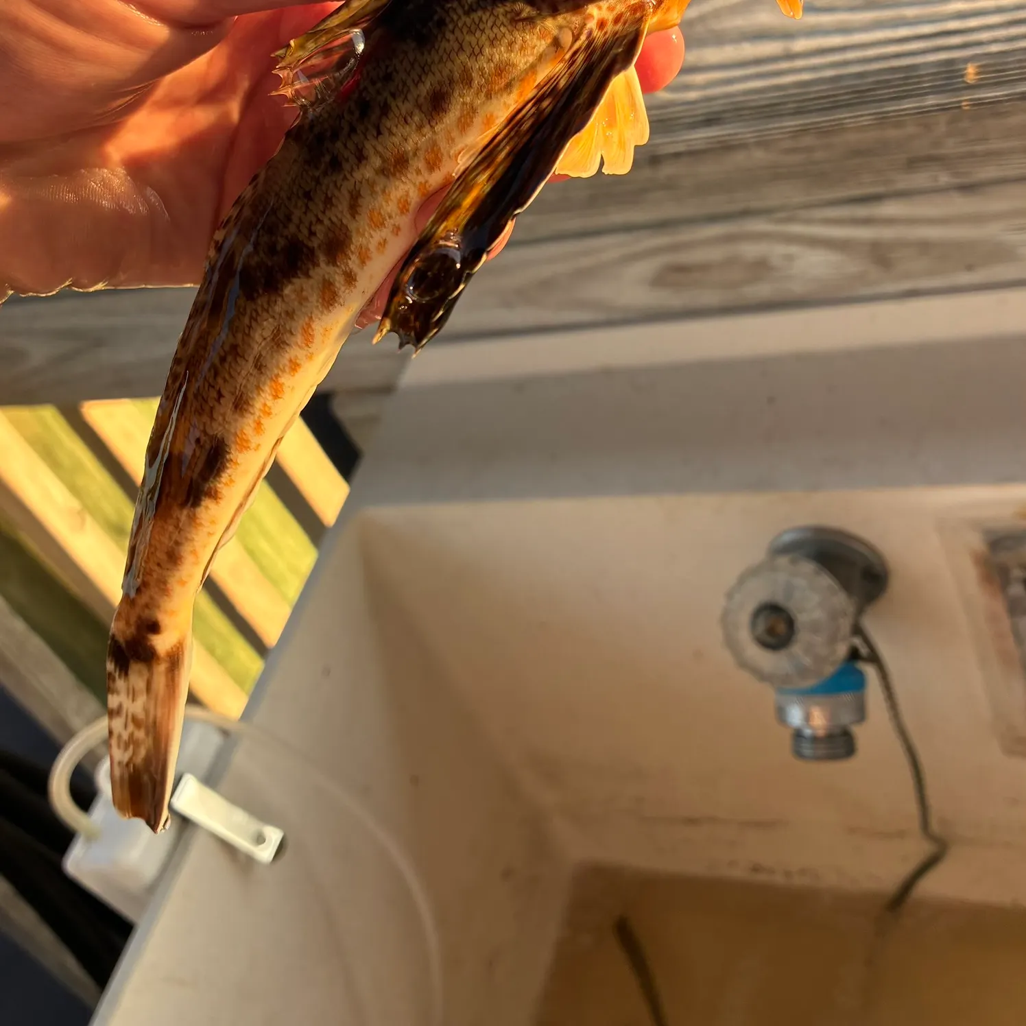 The most recent Leopard searobin catches on Fishbrain