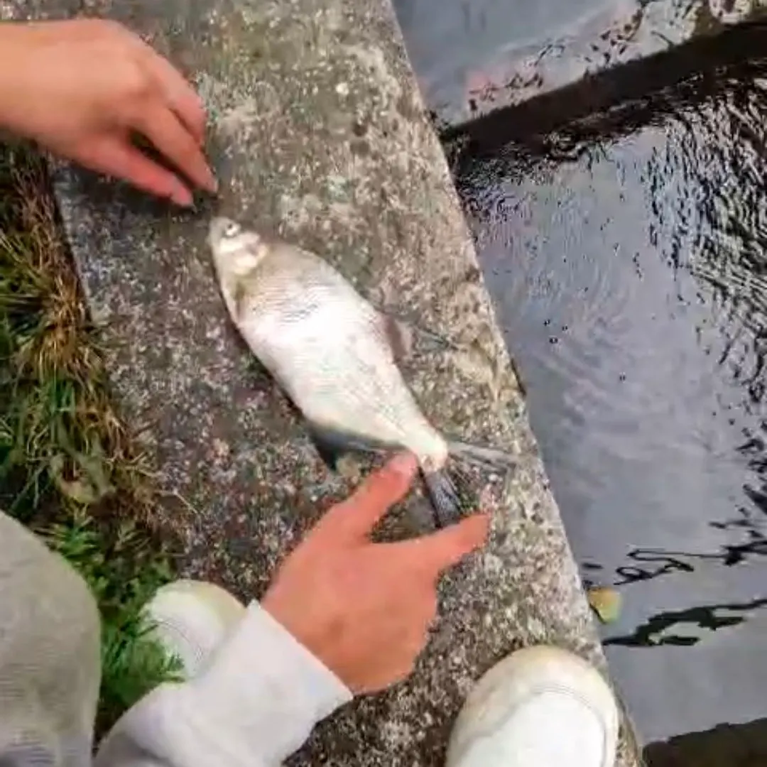 Common bream caught on Fishbrain