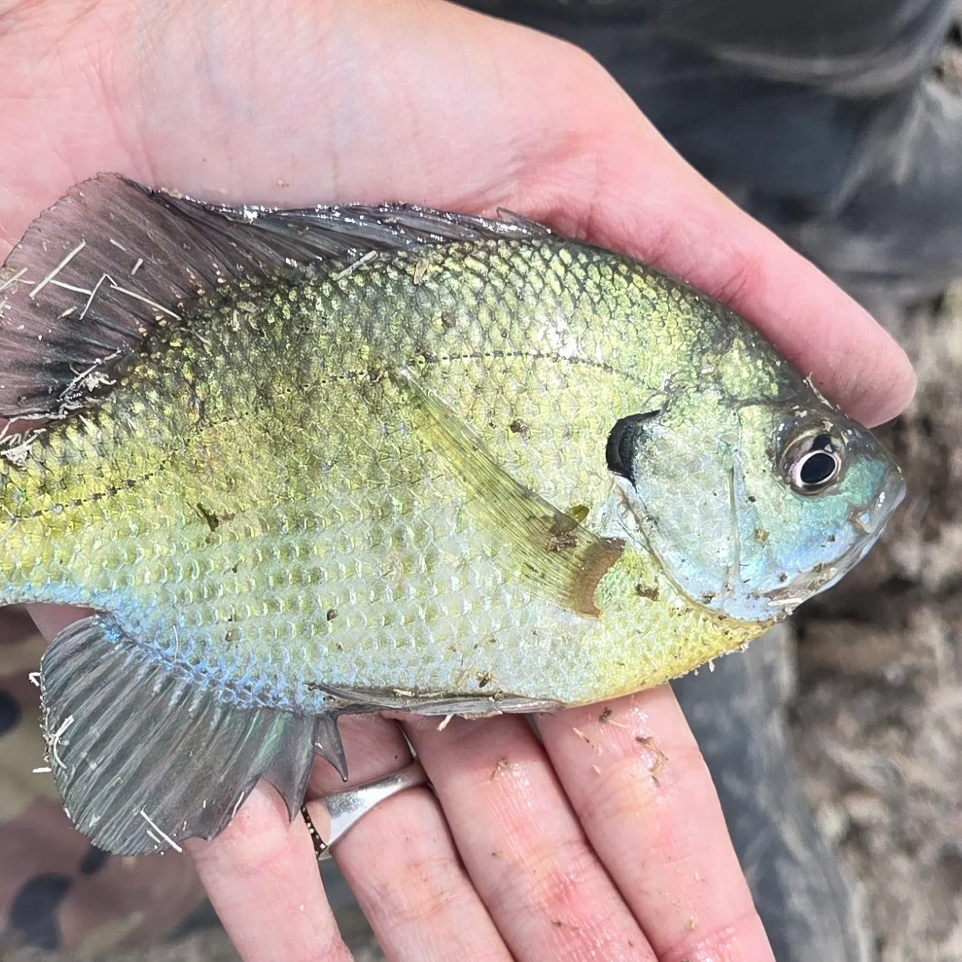 Bluegill caught on Fishbrain