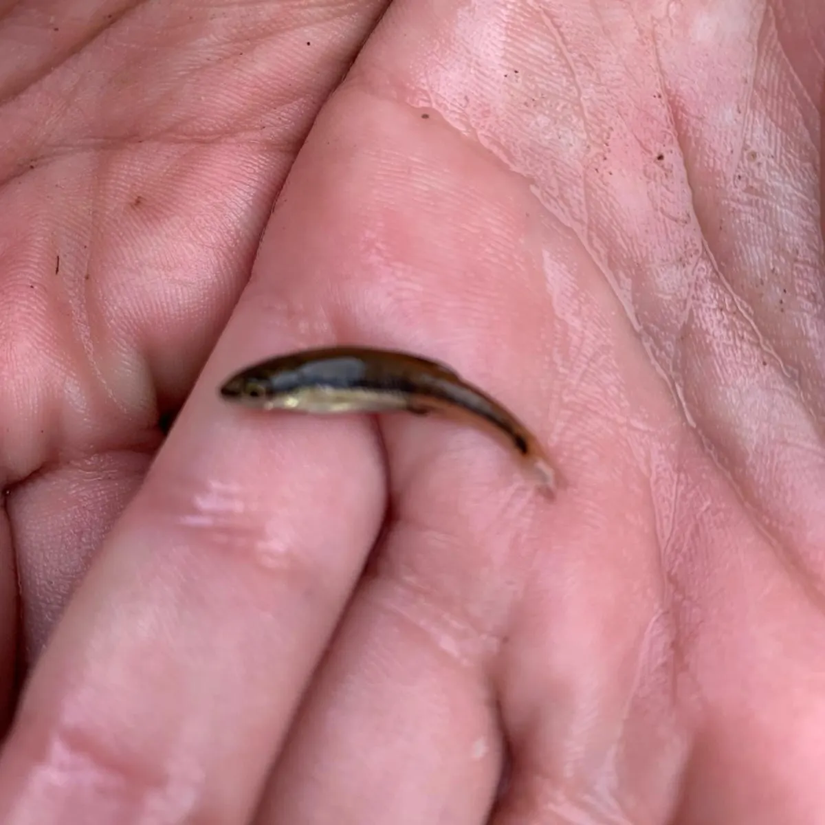 Eurasian minnow caught on Fishbrain