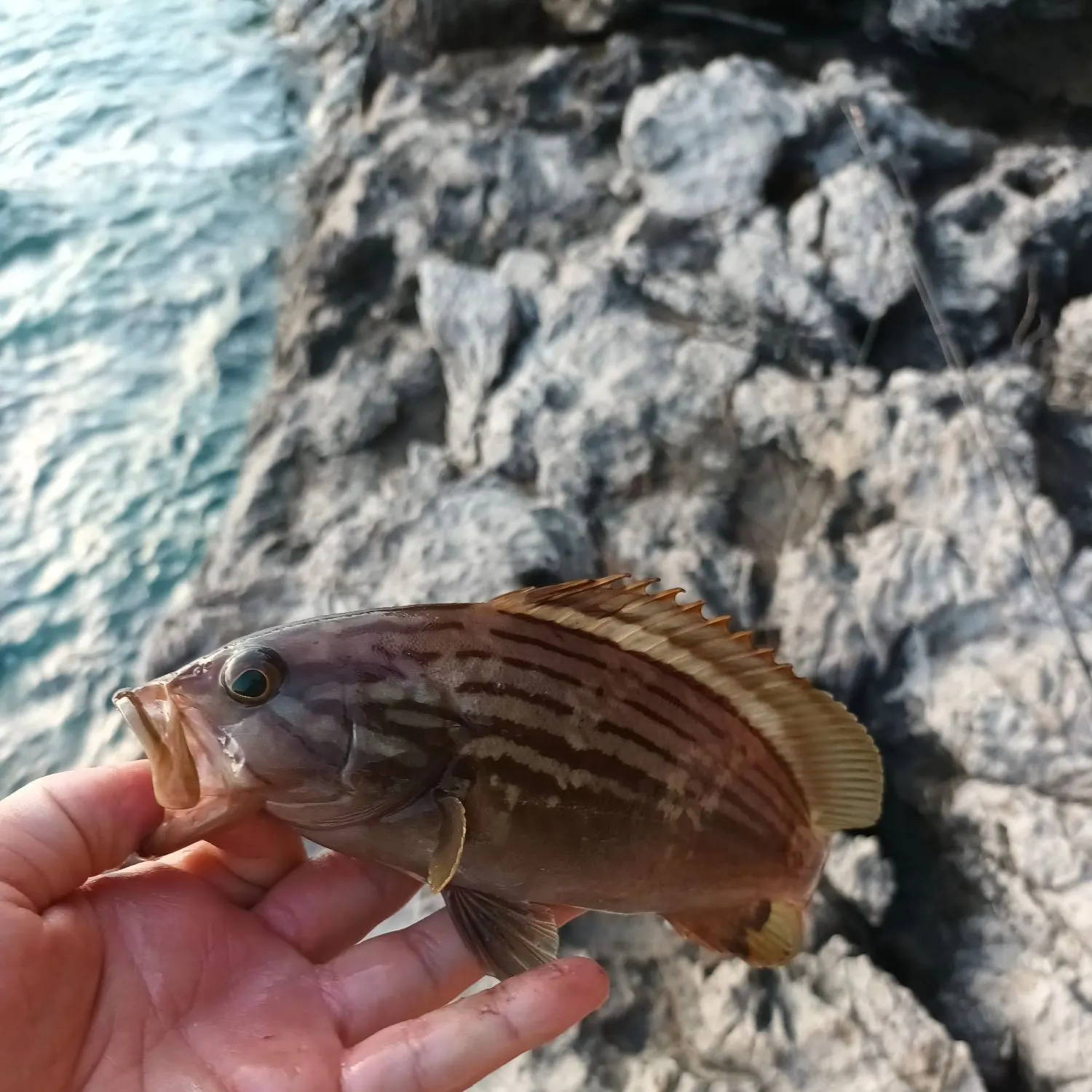 The most recent Goldblotched grouper catches on Fishbrain