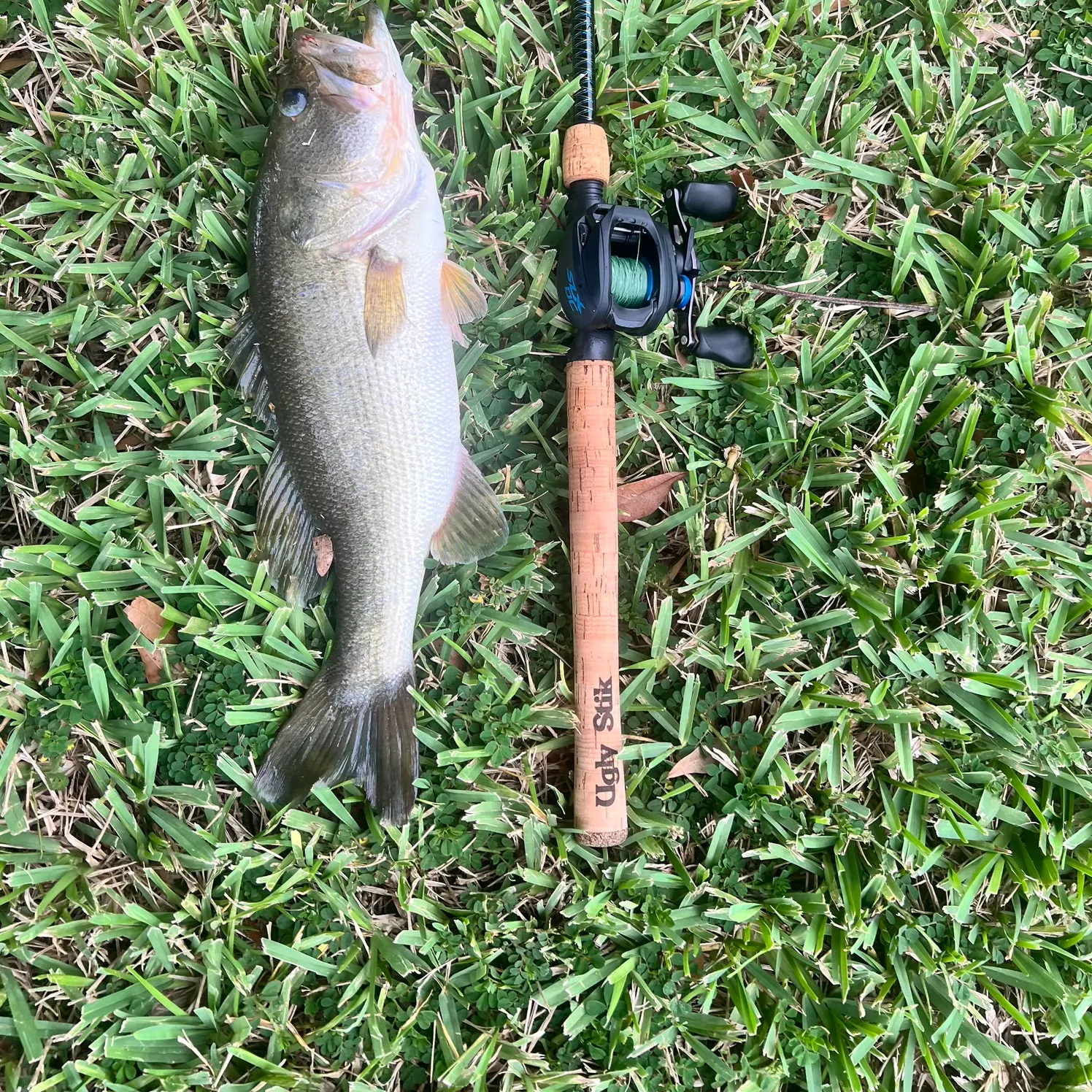 Largemouth bass caught on Fishbrain