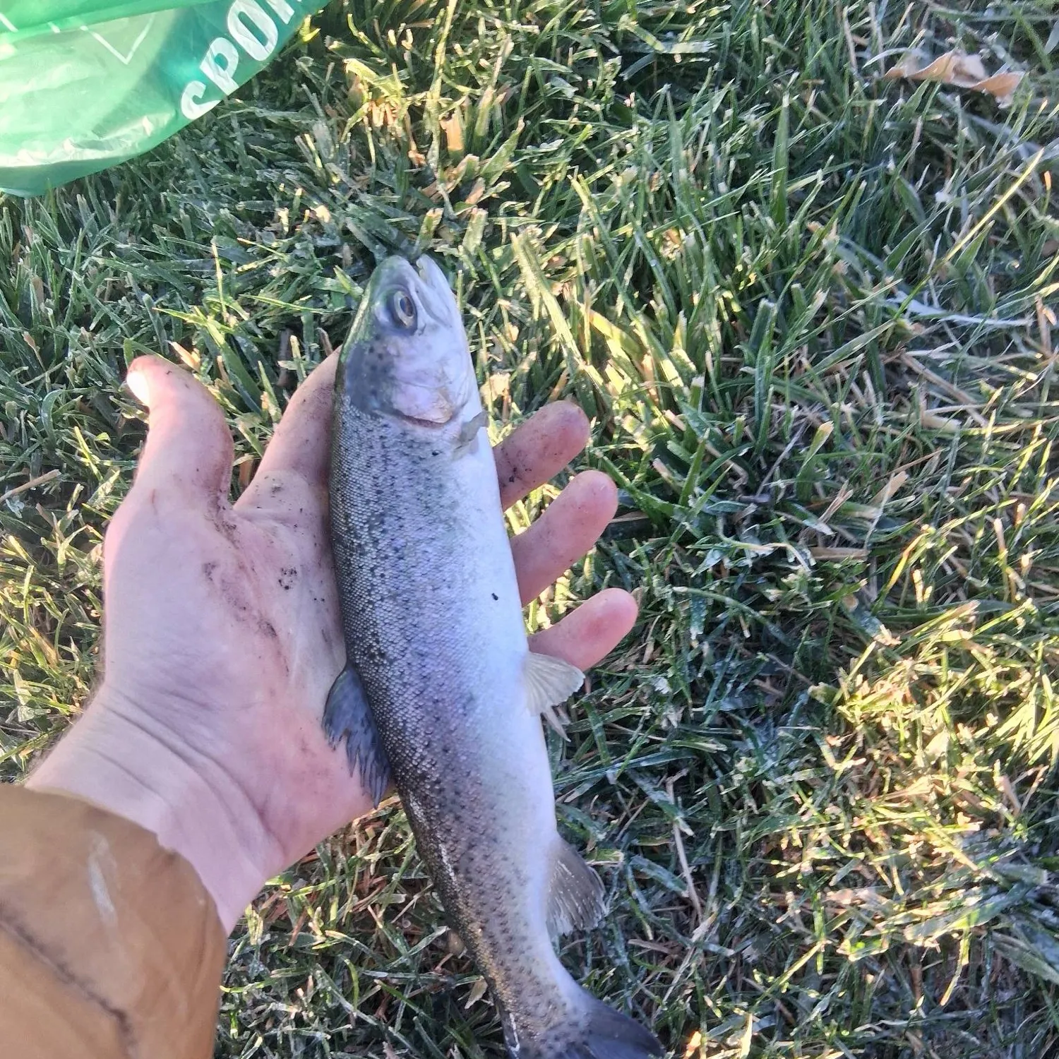 Rainbow trout caught on Fishbrain