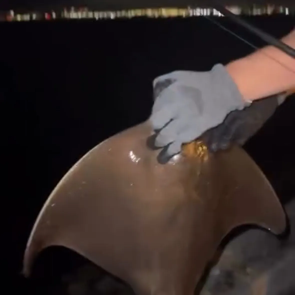 Bat eagle ray caught on Fishbrain