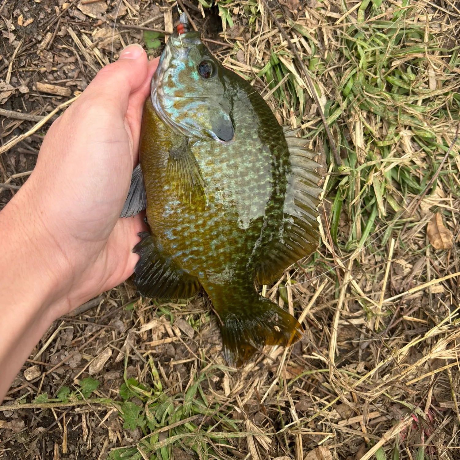 The most recent Greengill hybrid catches on Fishbrain