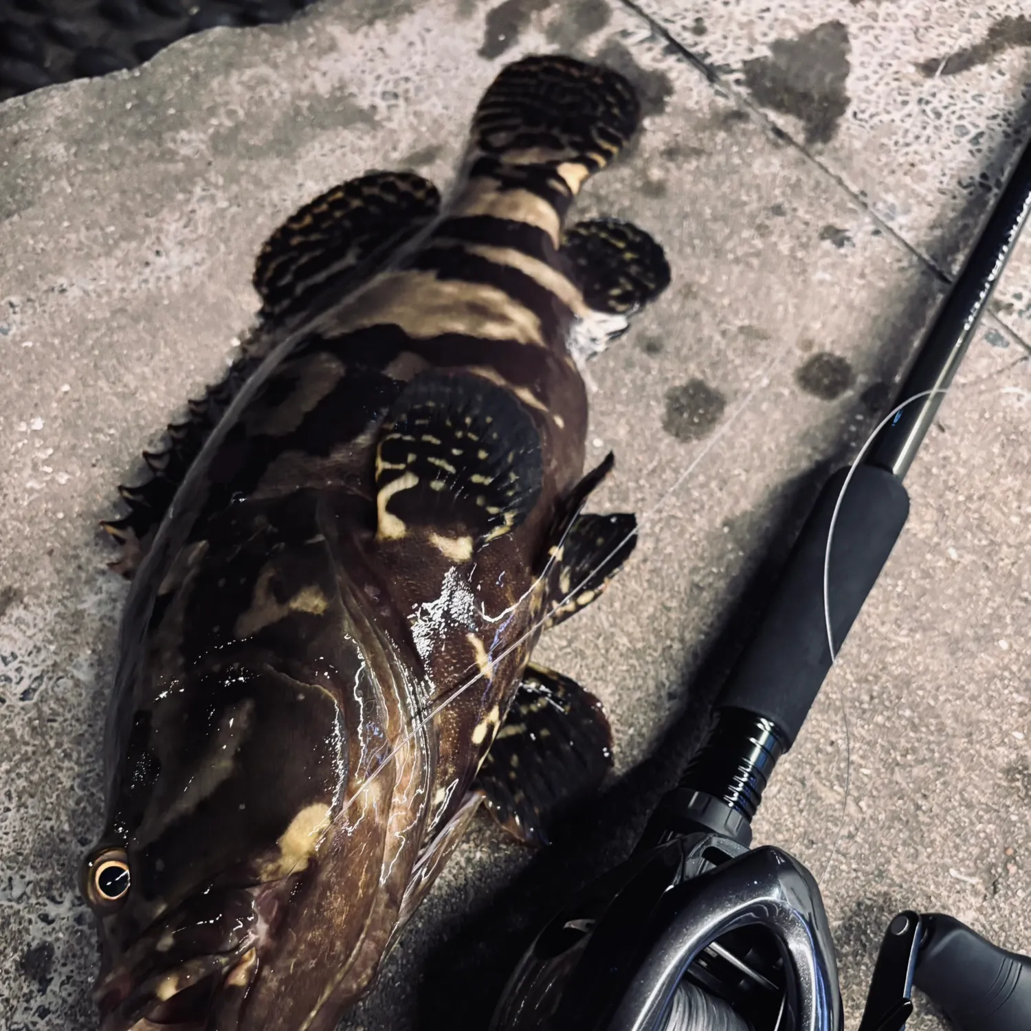 Largemouth bass caught on Fishbrain