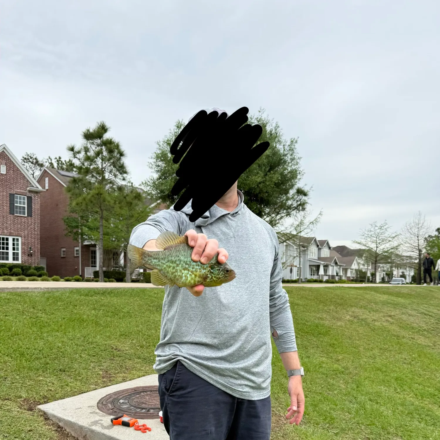 The most recent Redear x bluegill catches on Fishbrain