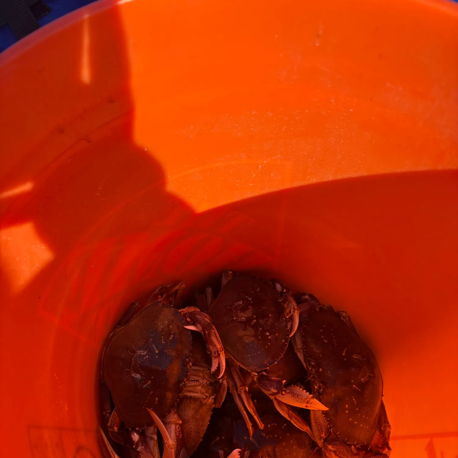 Dungeness crab caught on Fishbrain