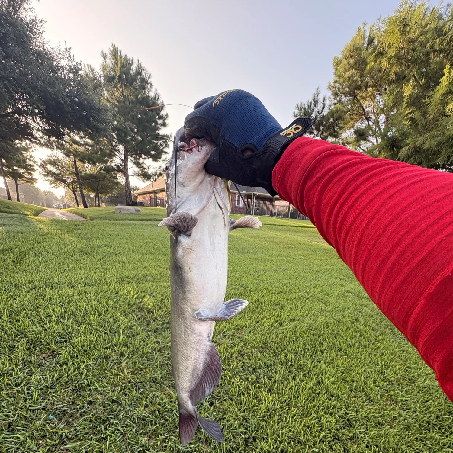 Channel catfish caught on Fishbrain