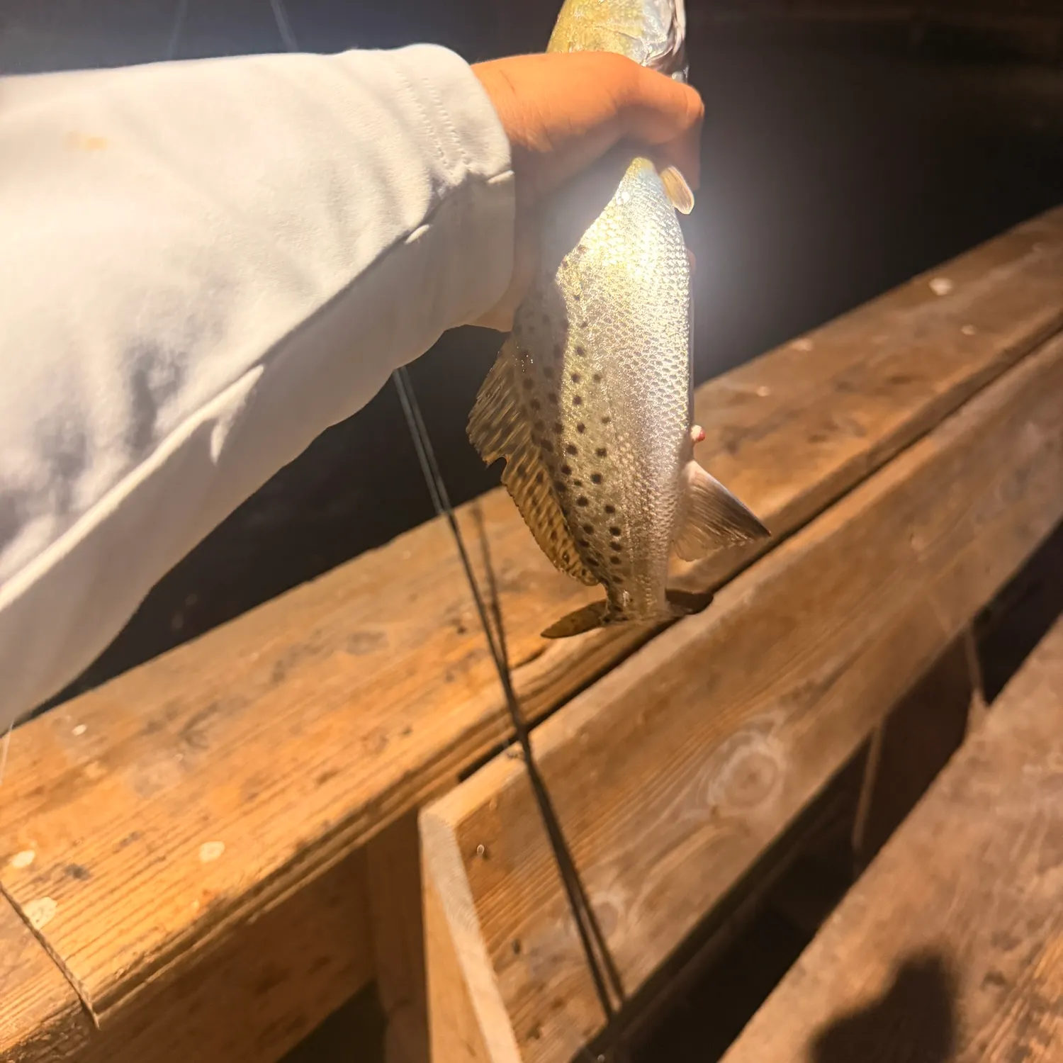 Spotted seatrout caught on Fishbrain