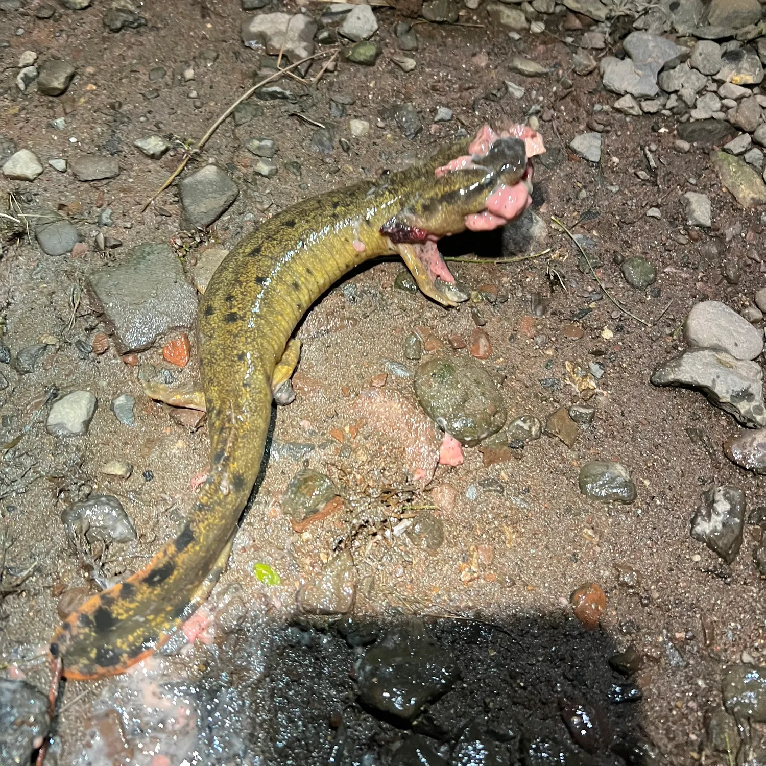 The most recent Common mudpuppy catches on Fishbrain